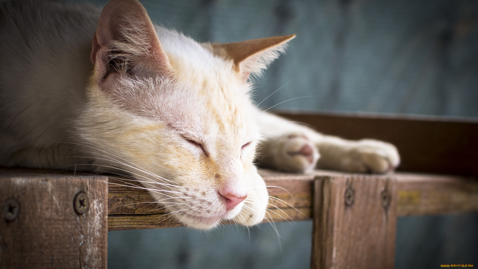 животные, коты, морда