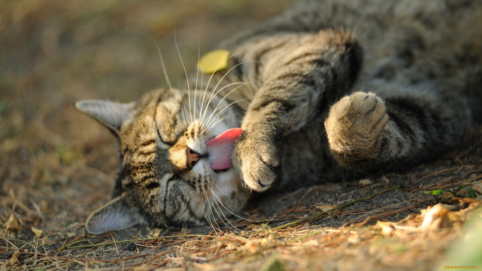 животные, коты, морда