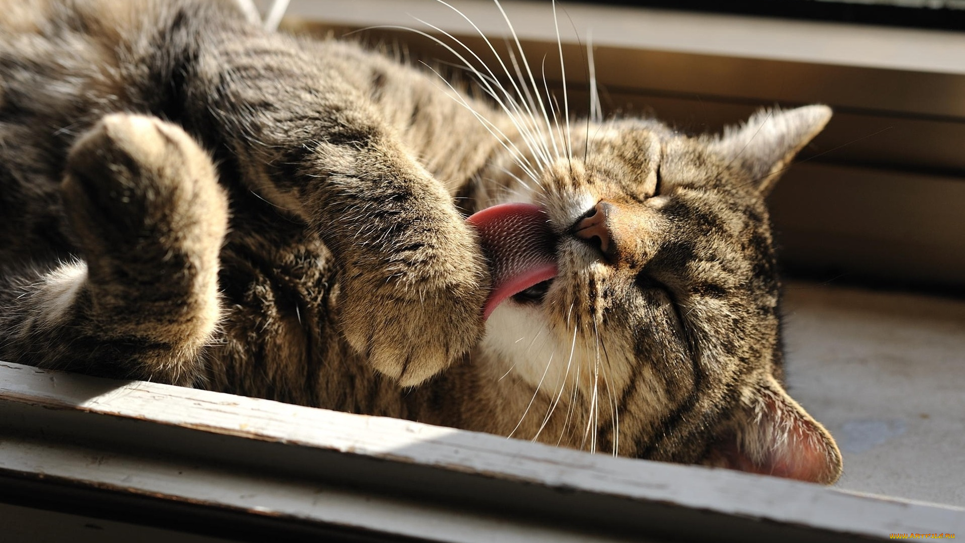 животные, коты, морда