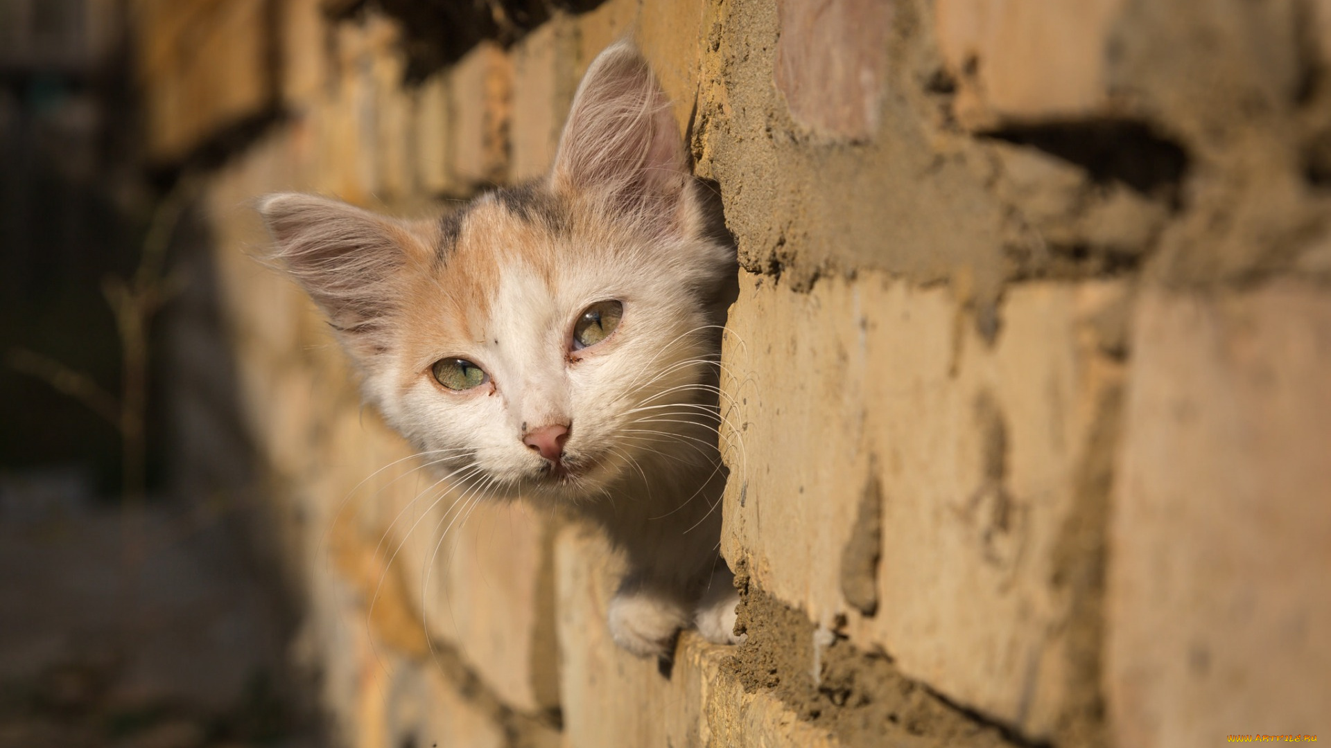 животные, коты, морда, взгляд