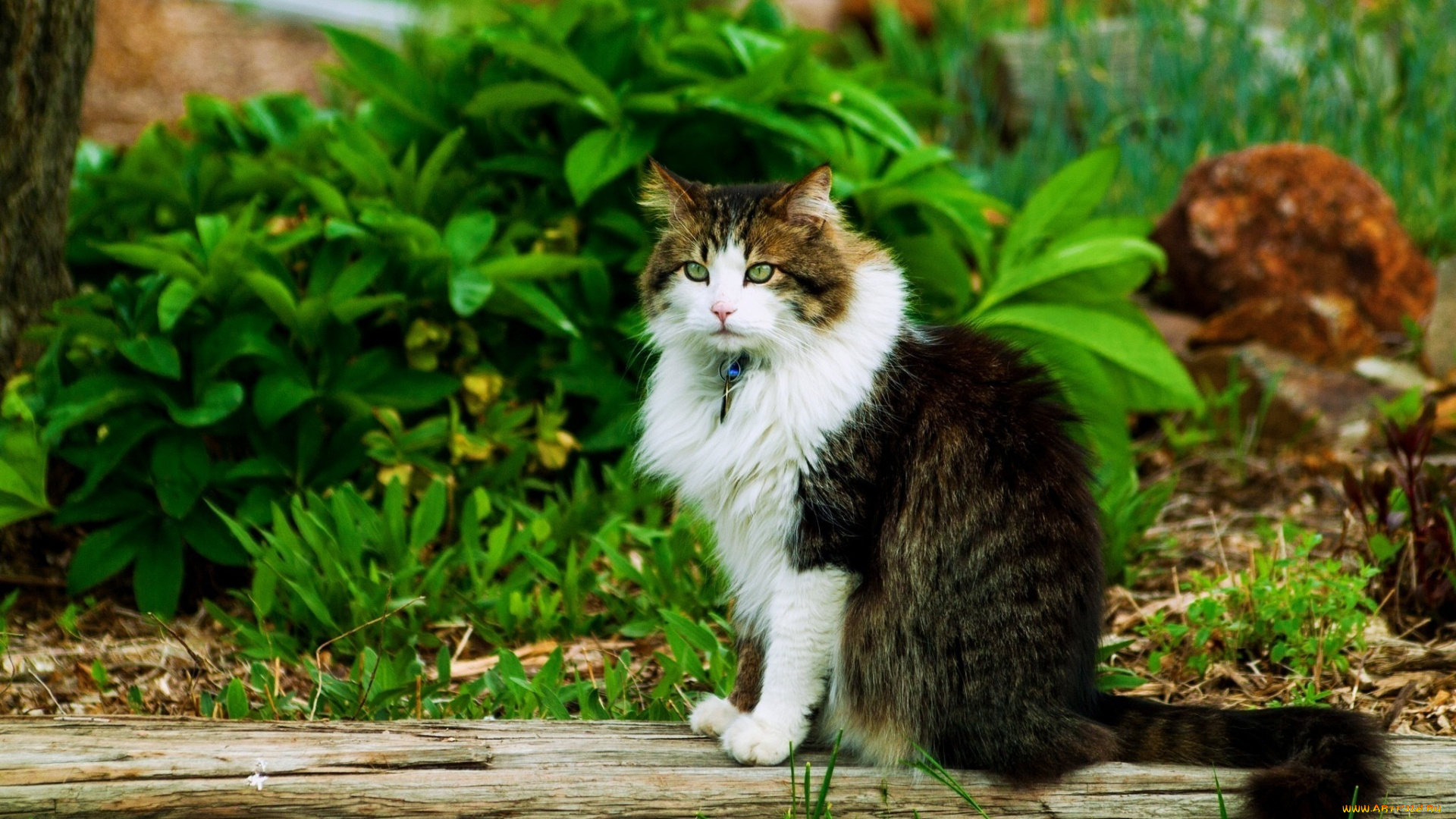 животные, коты, растения