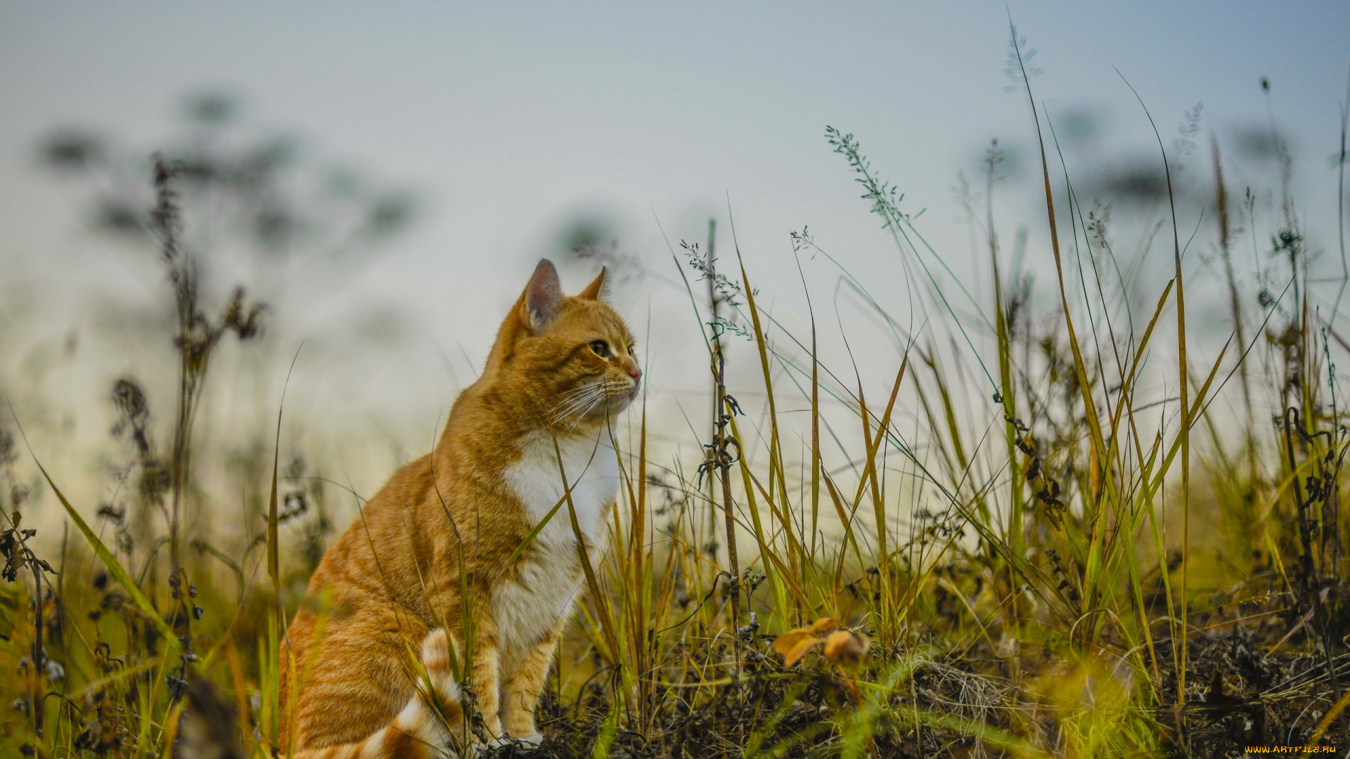 животные, коты, растения