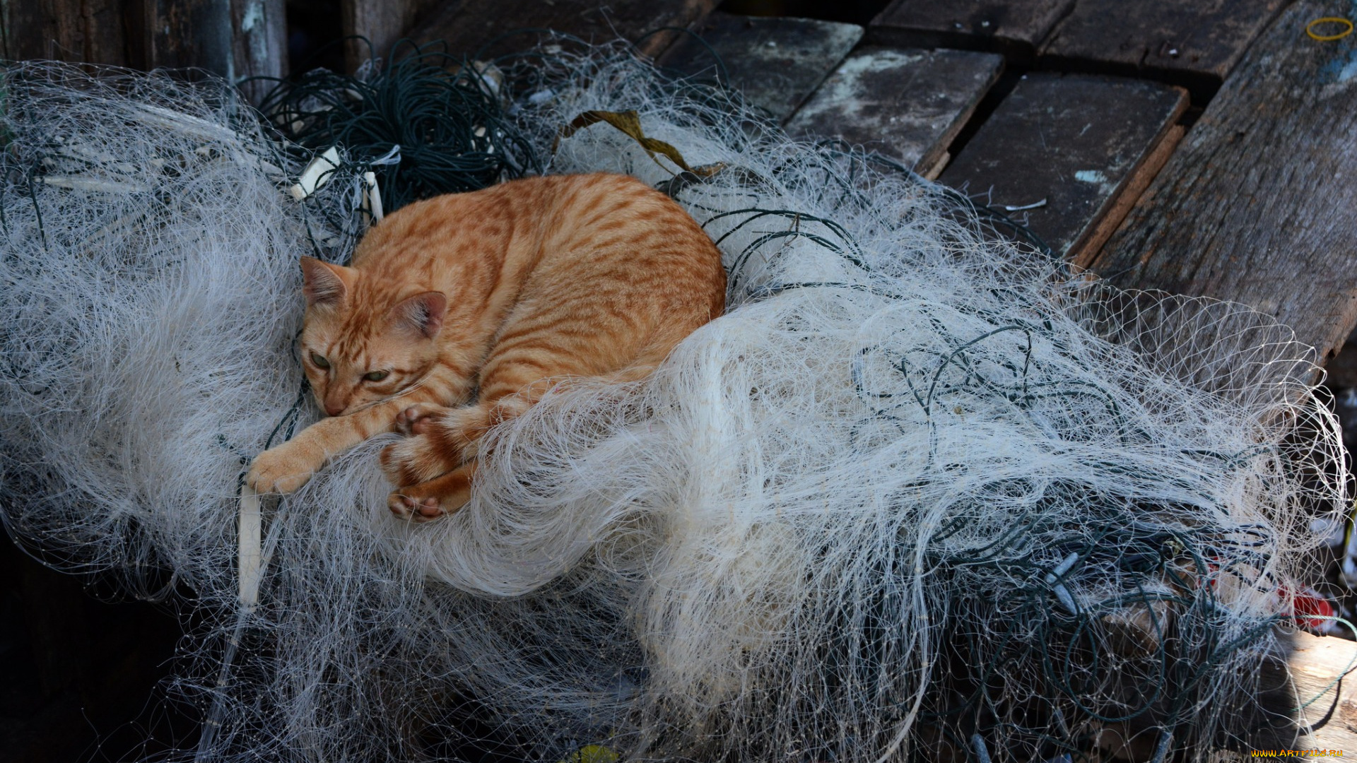 животные, коты, рыжий, цвет