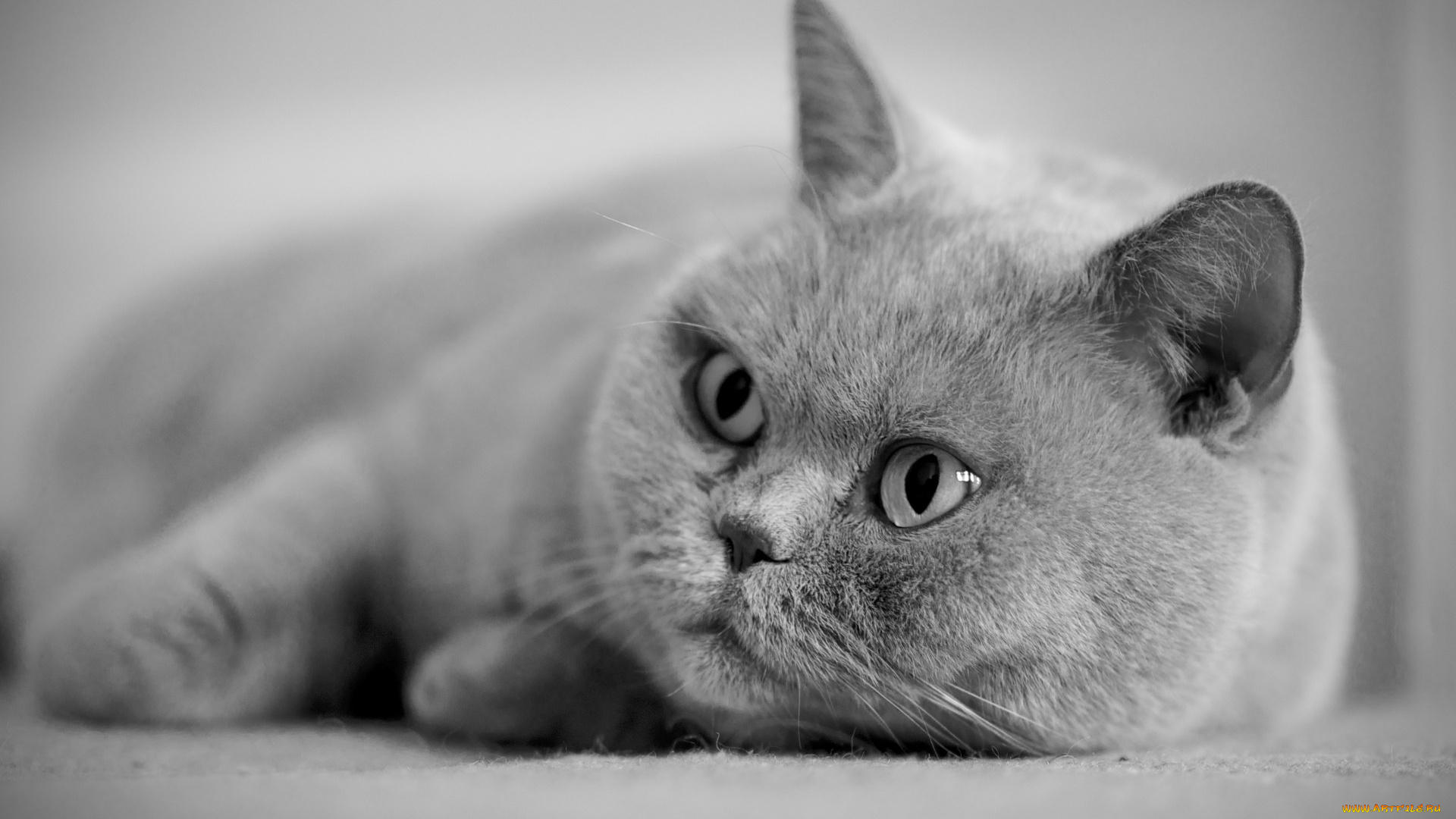 животные, коты, серый, цвет, морда