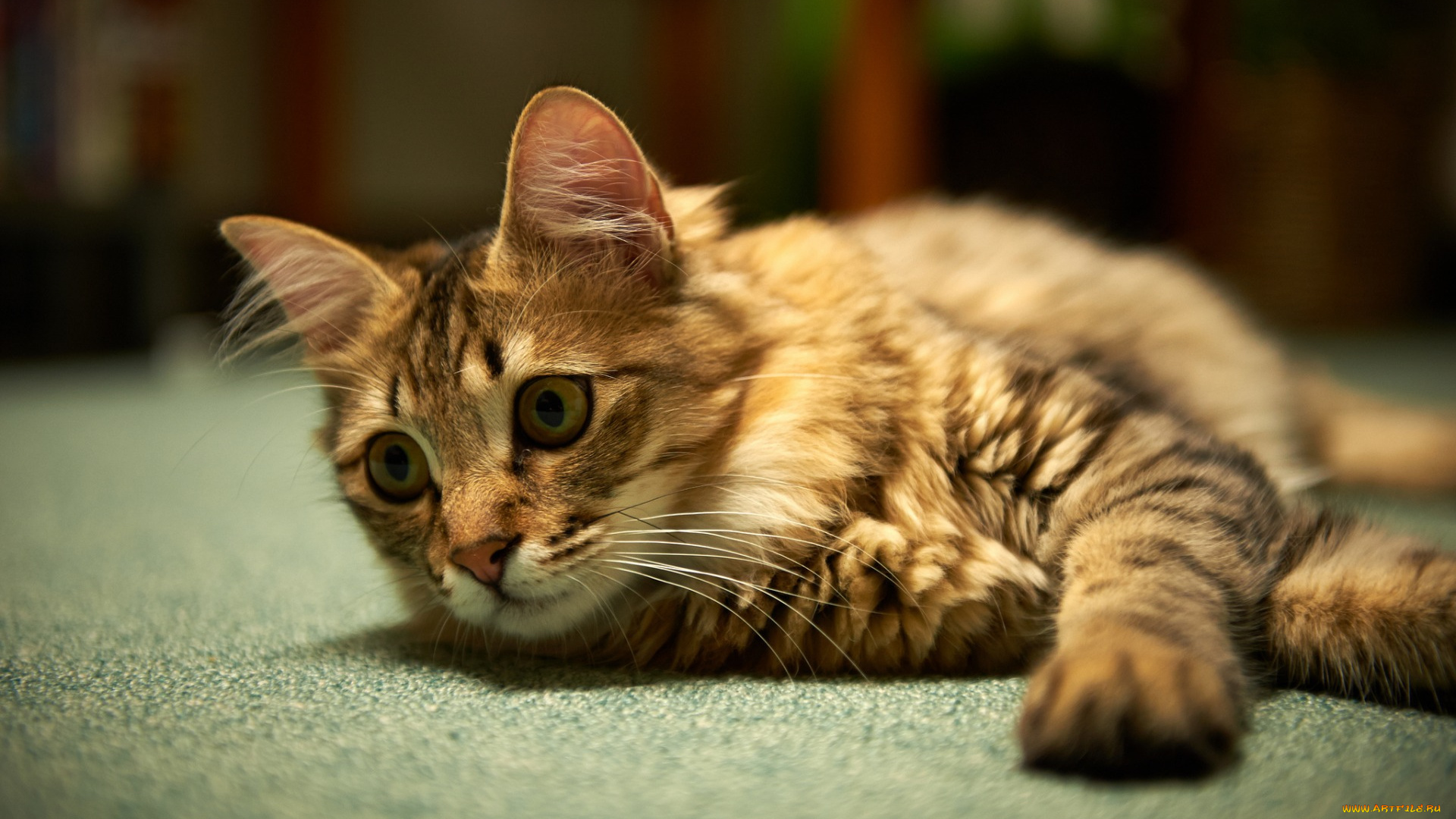 животные, коты, взгляд