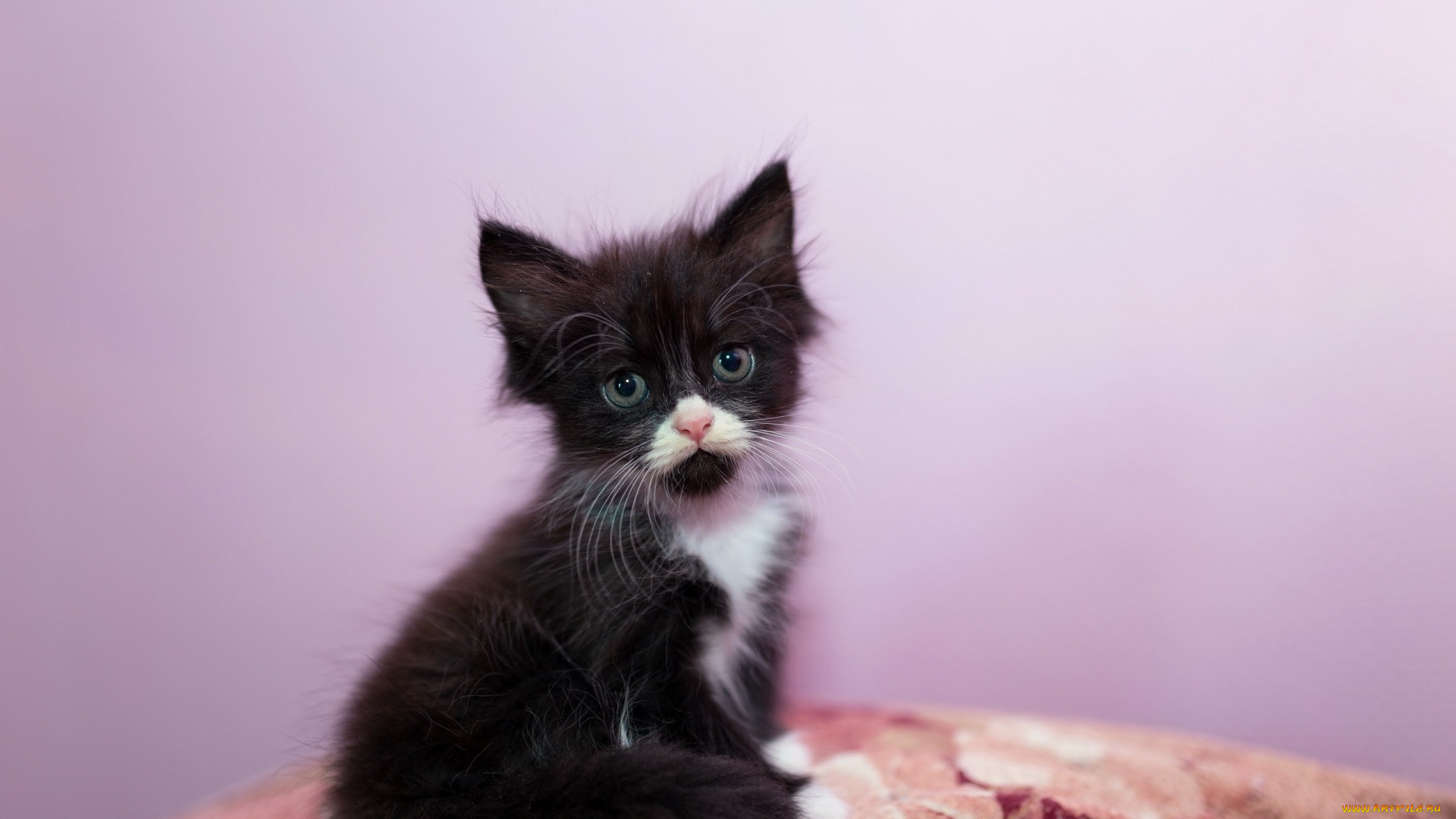 животные, коты, взгляд