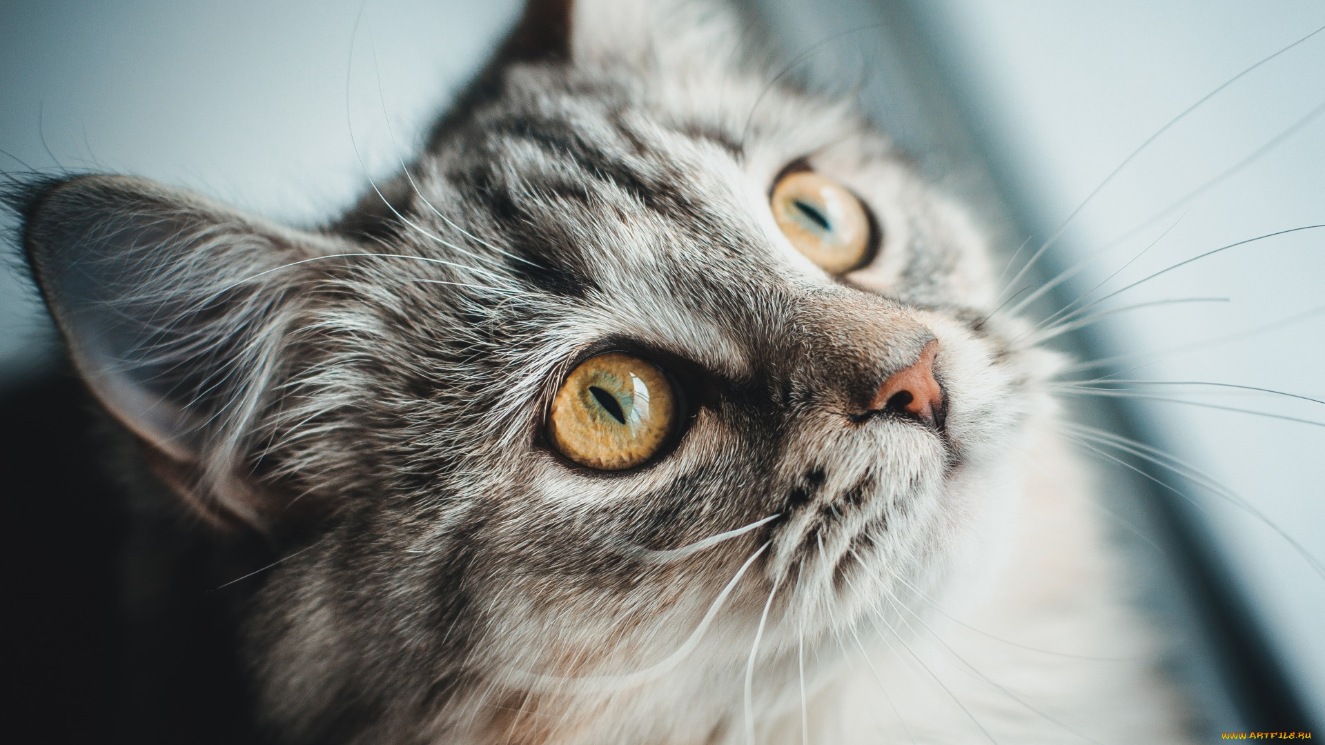 животные, коты, взгляд, морда