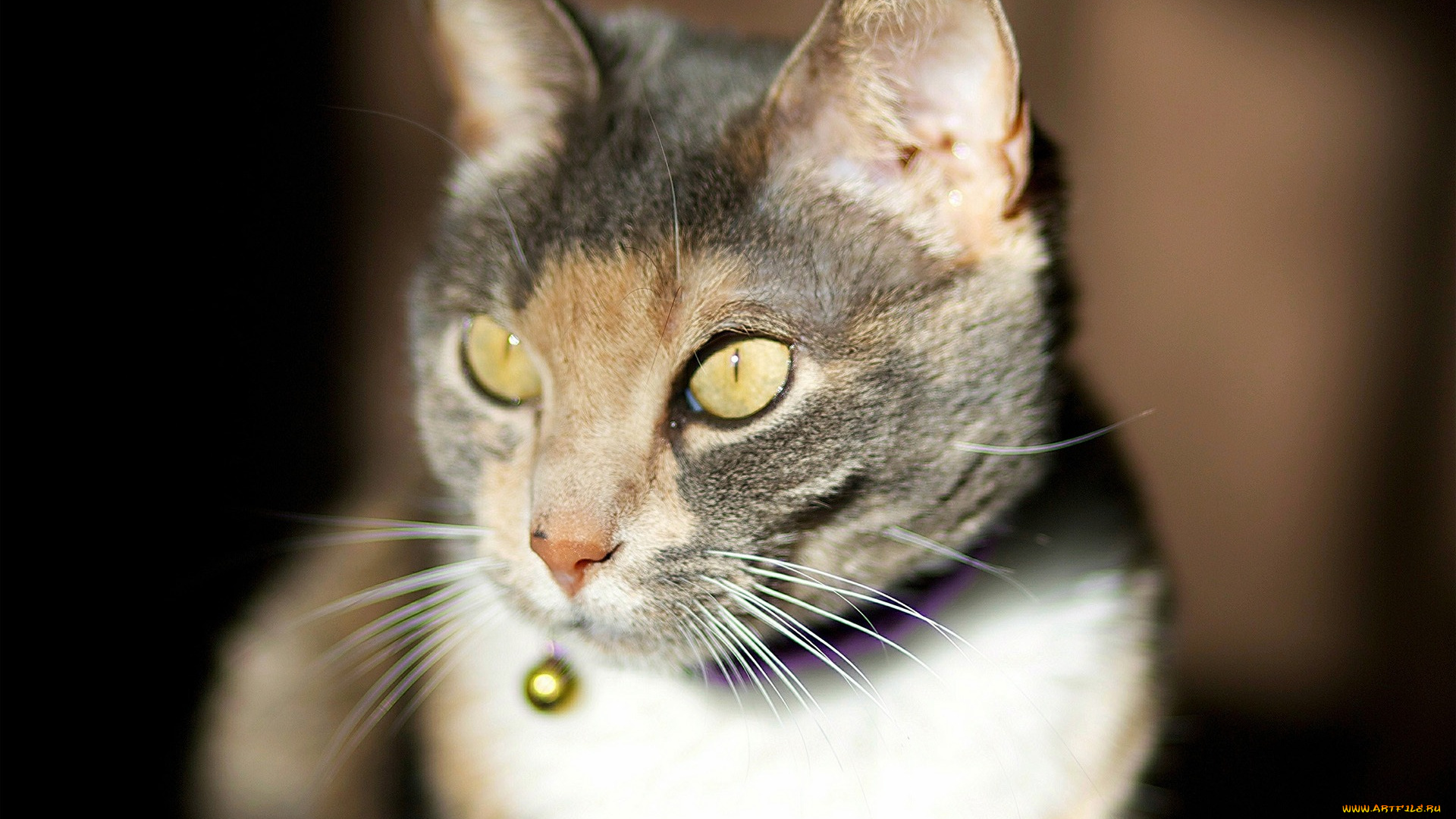 животные, коты, взгляд, морда