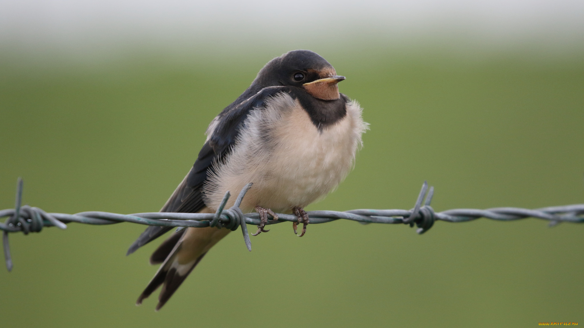 животные, ласточки, птичка