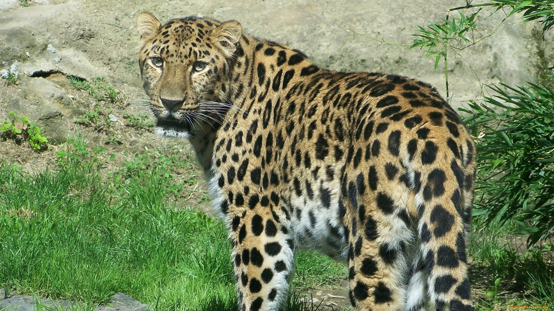 животные, леопарды, взгляд, растения