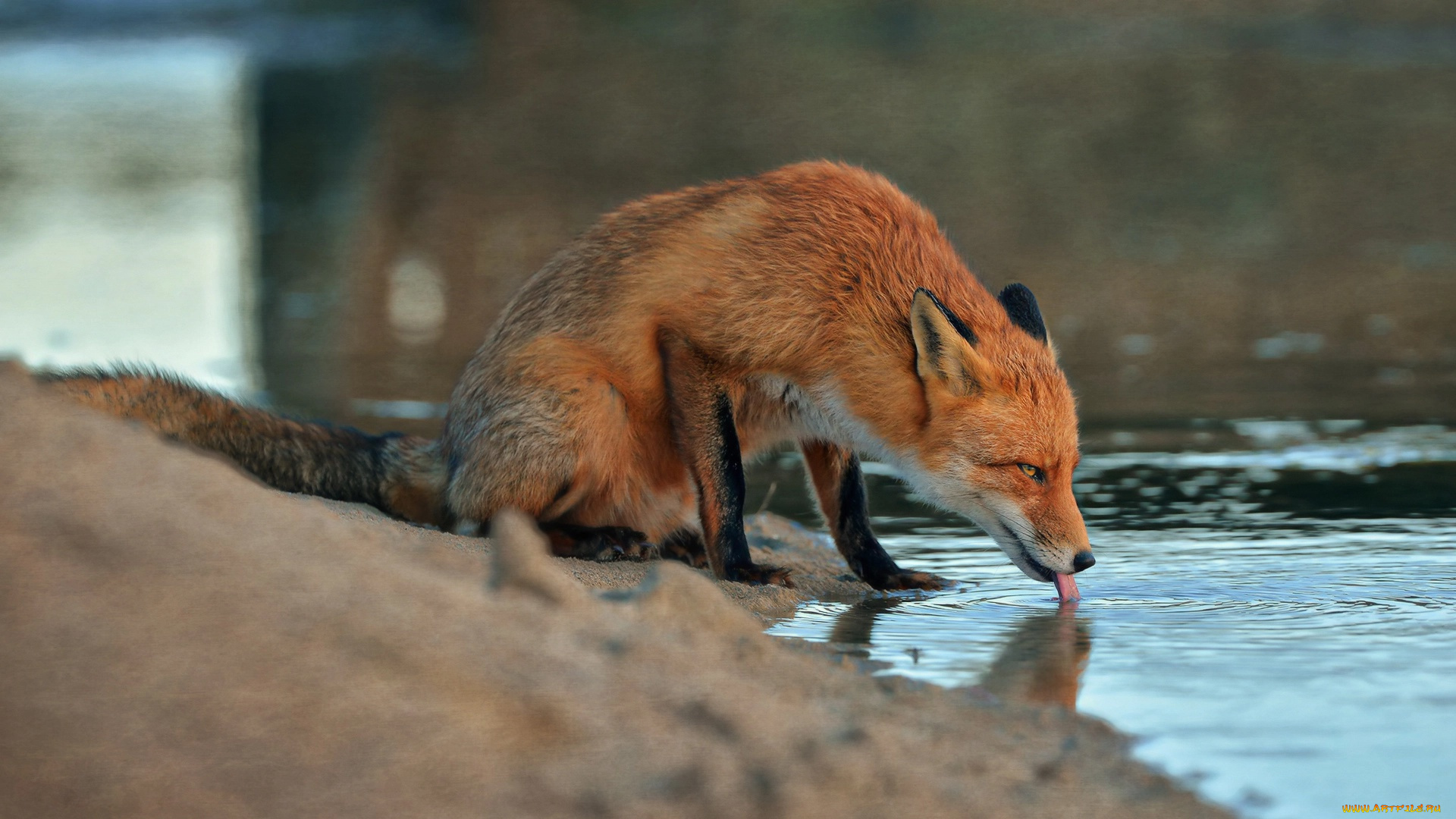 животные, лисы, животное, вода, лиса, лисица, песок