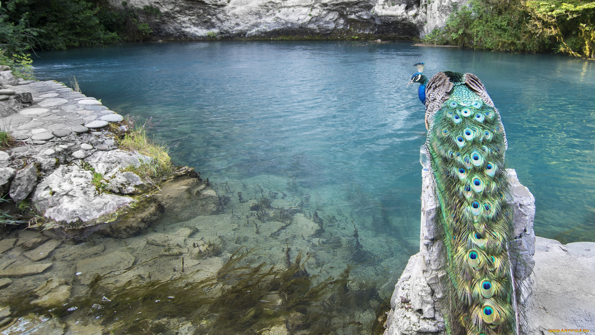 животные, павлины, птица, павлин, озеро, горы, вода