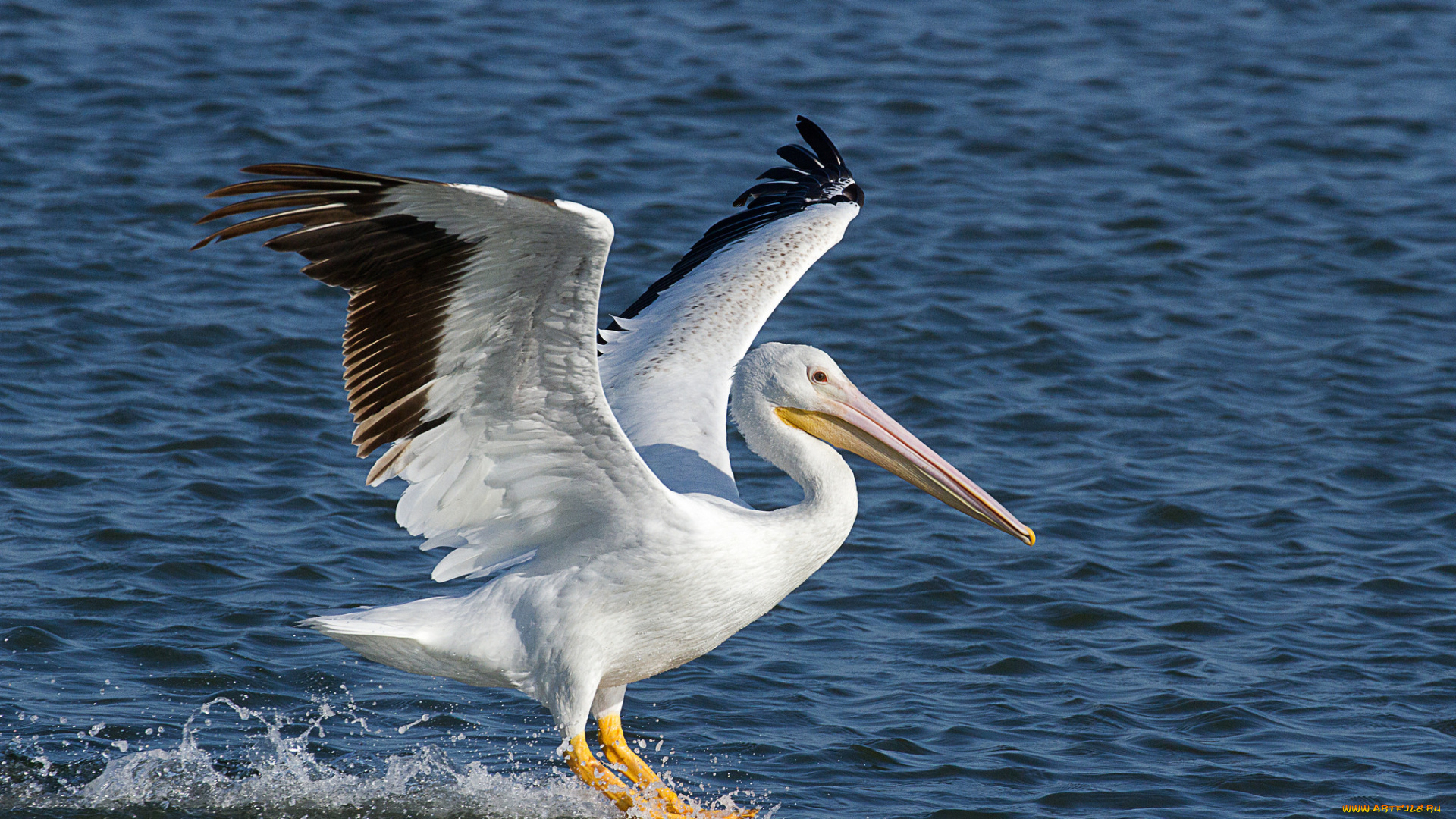 животные, пеликаны, птичка