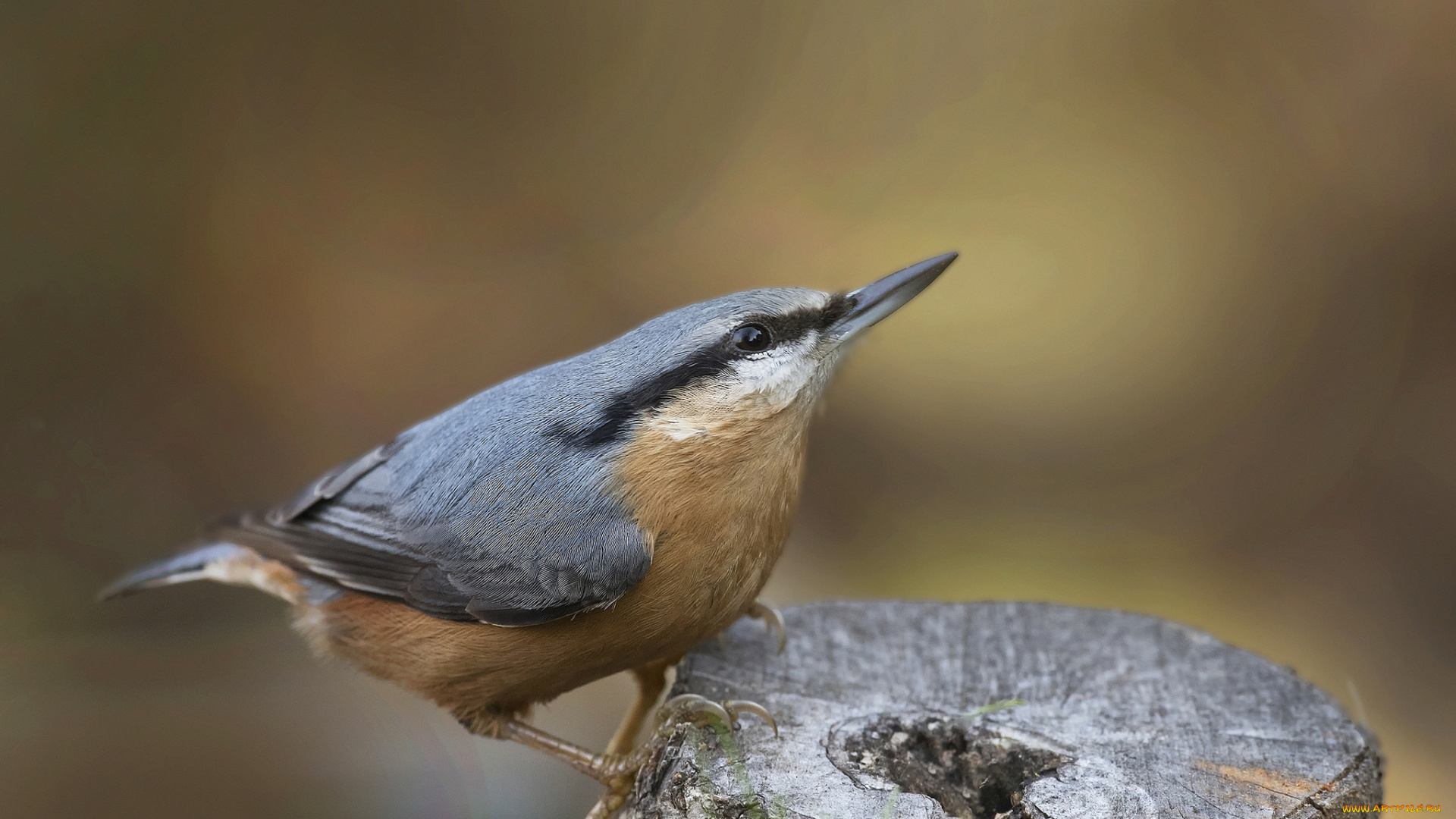животные, поползни, птичка