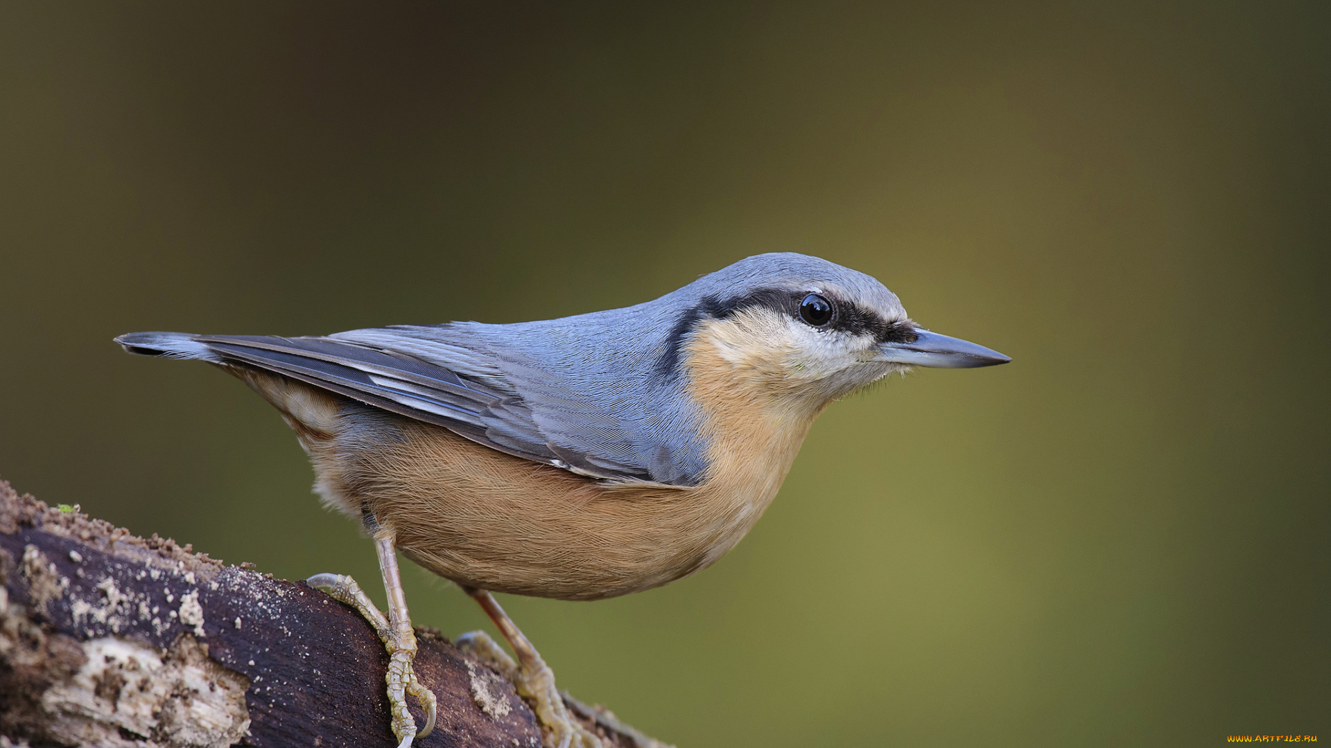 животные, поползни, птичка