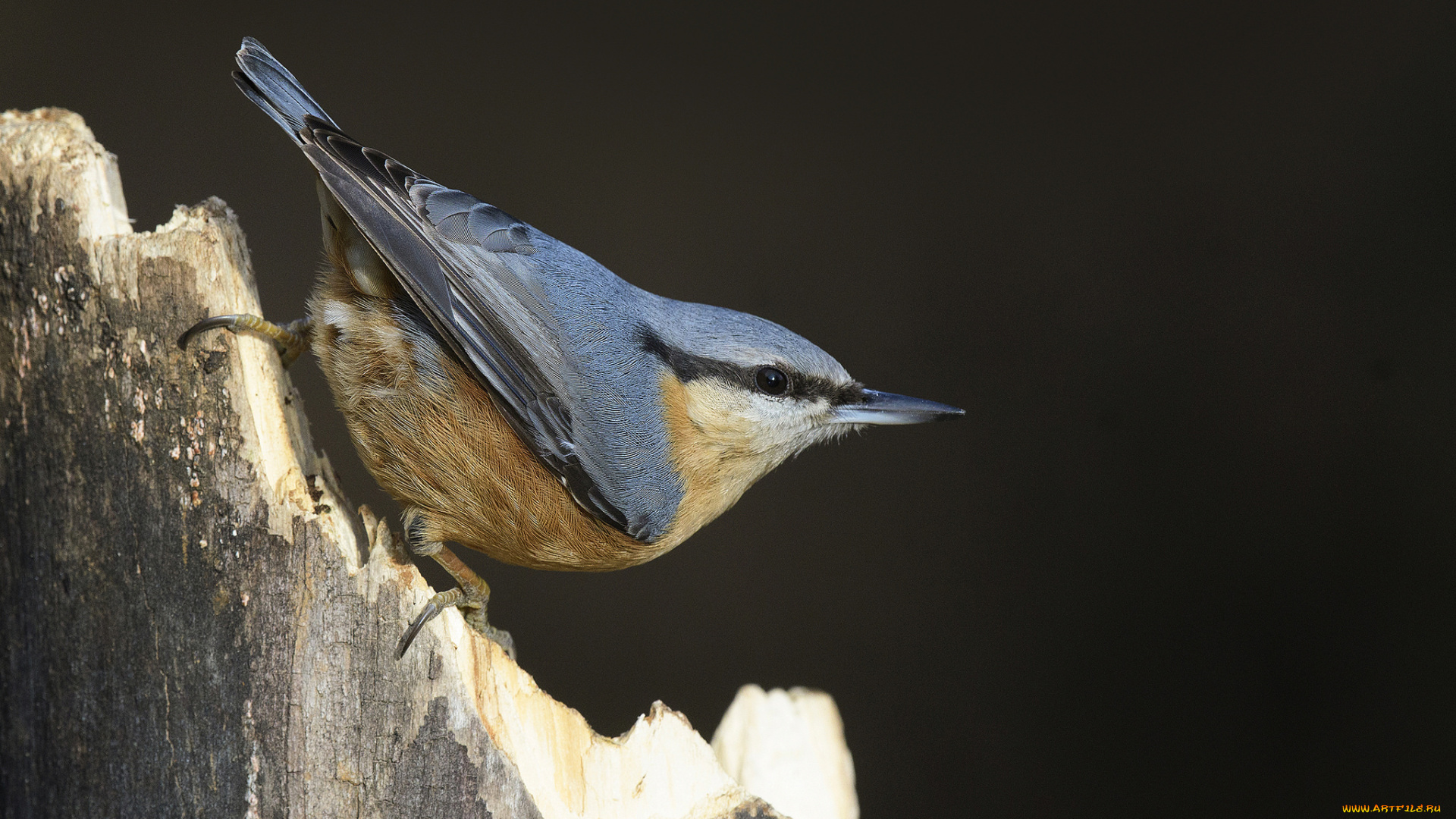 животные, поползни, птичка
