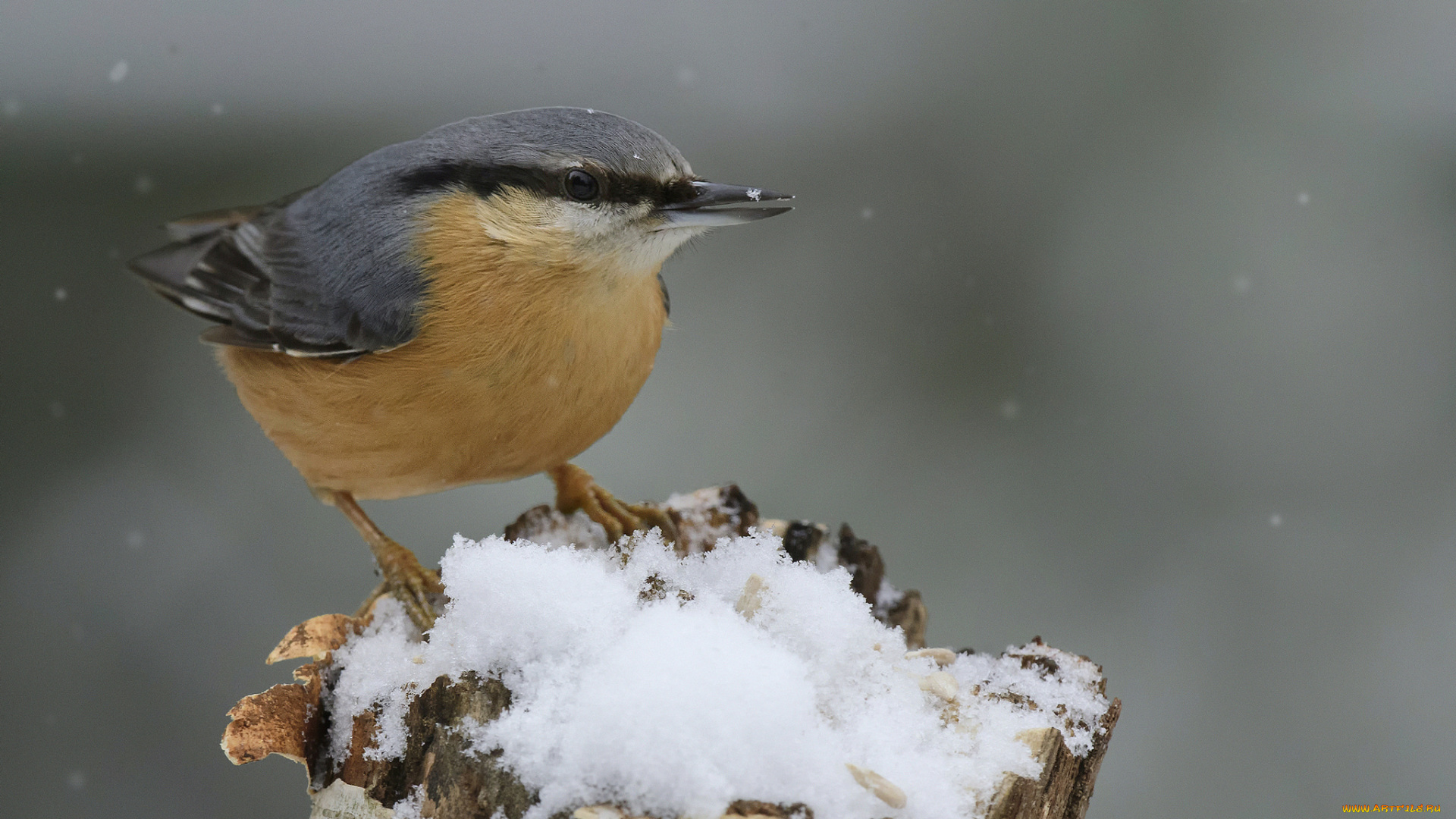 животные, поползни, птичка