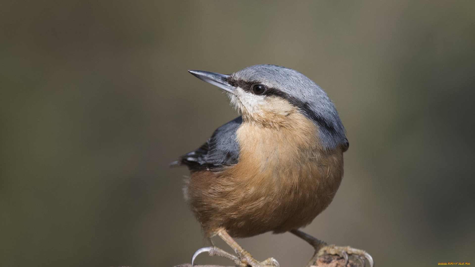 животные, поползни, птичка