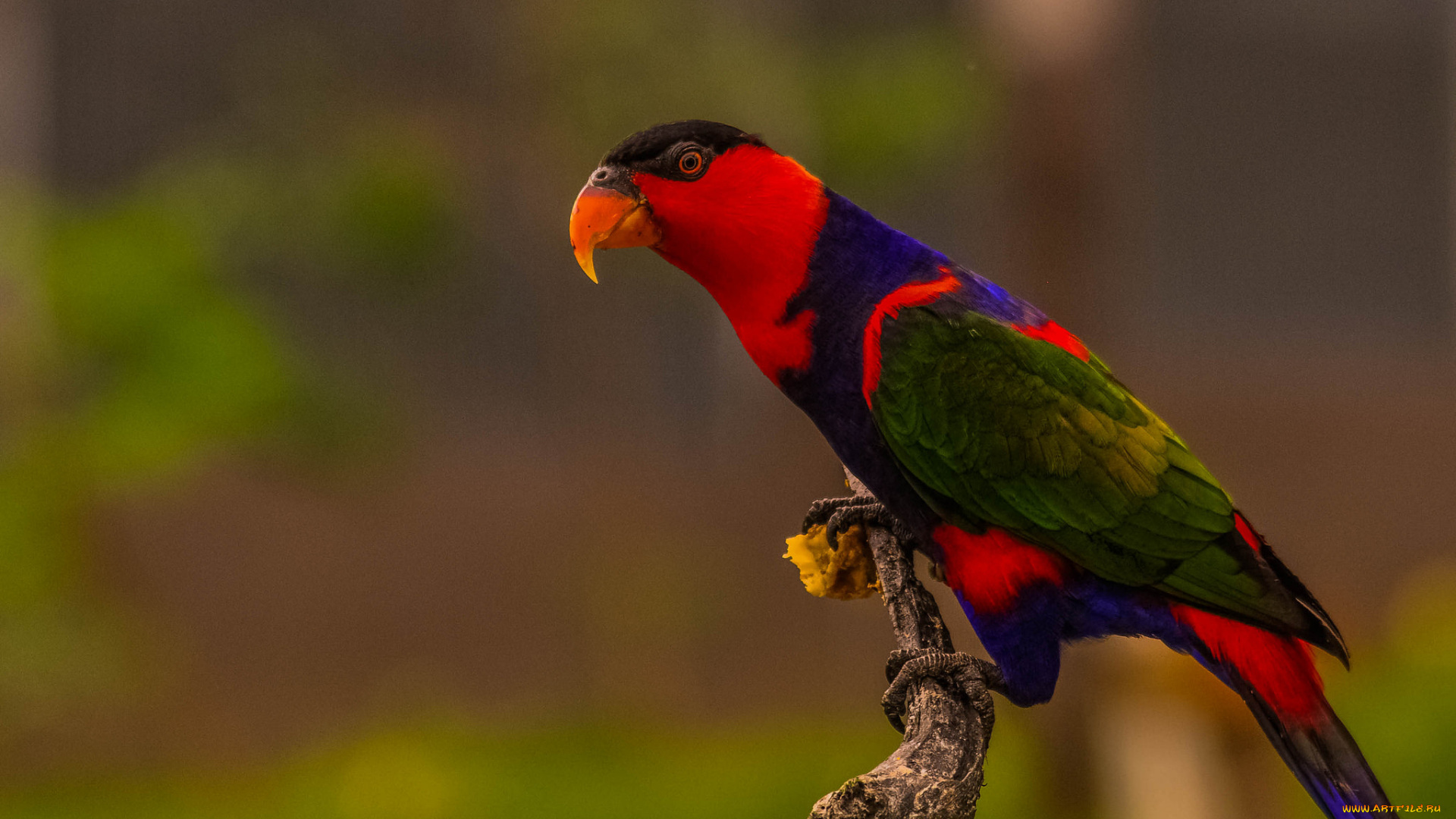 животные, попугаи, птичка