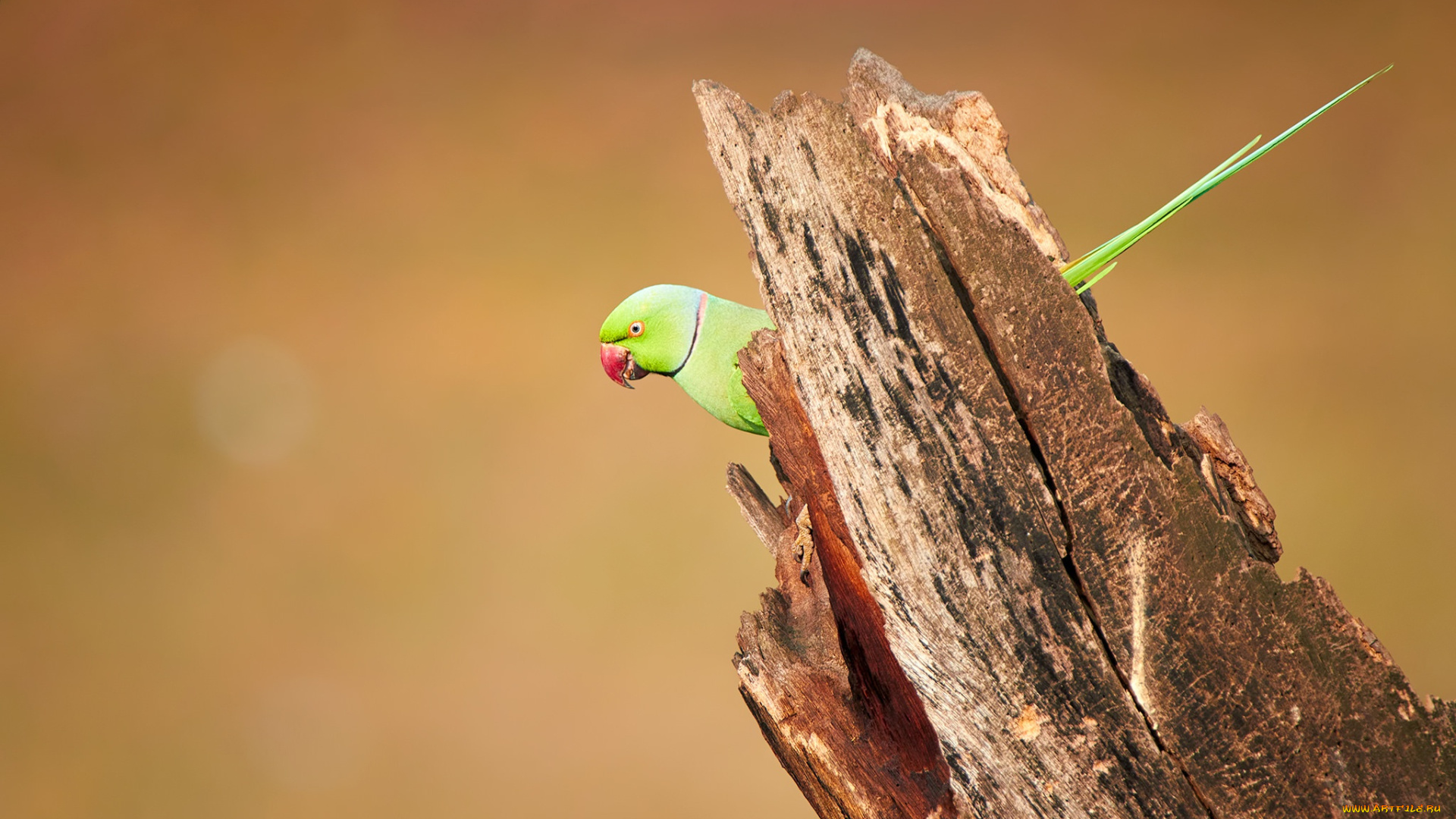 животные, попугаи, wood, wildlife, parakeet, bird, rose-ringed