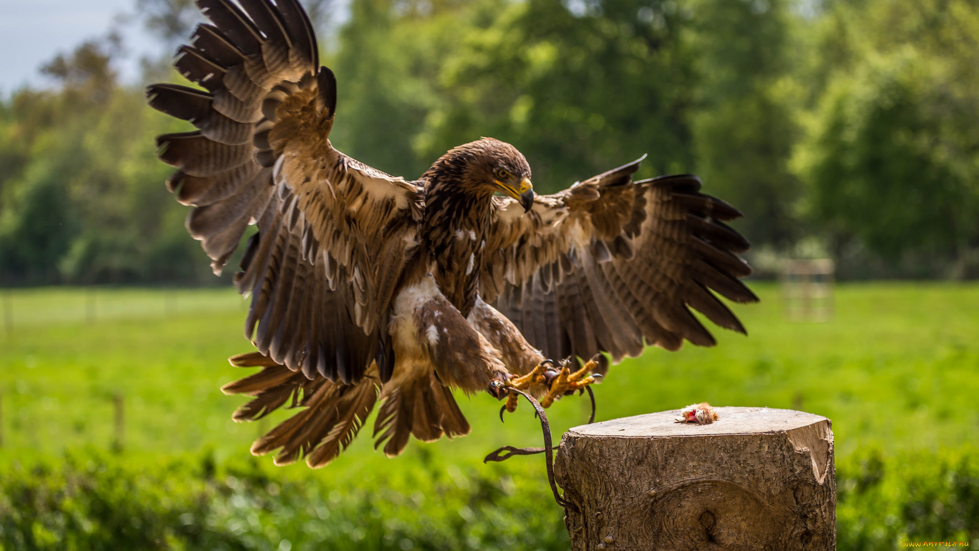 животные, птицы, -, хищники, птичка