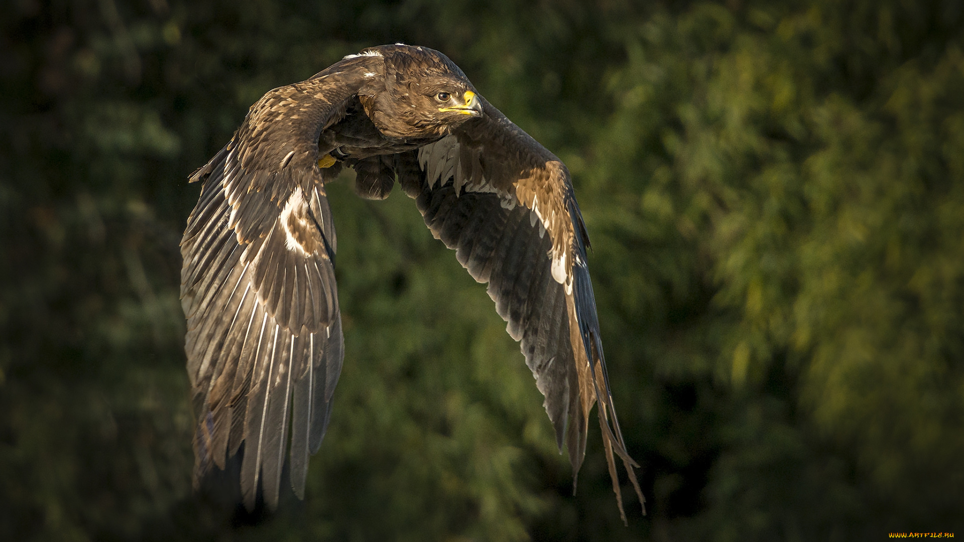 животные, птицы, -, хищники, птичка