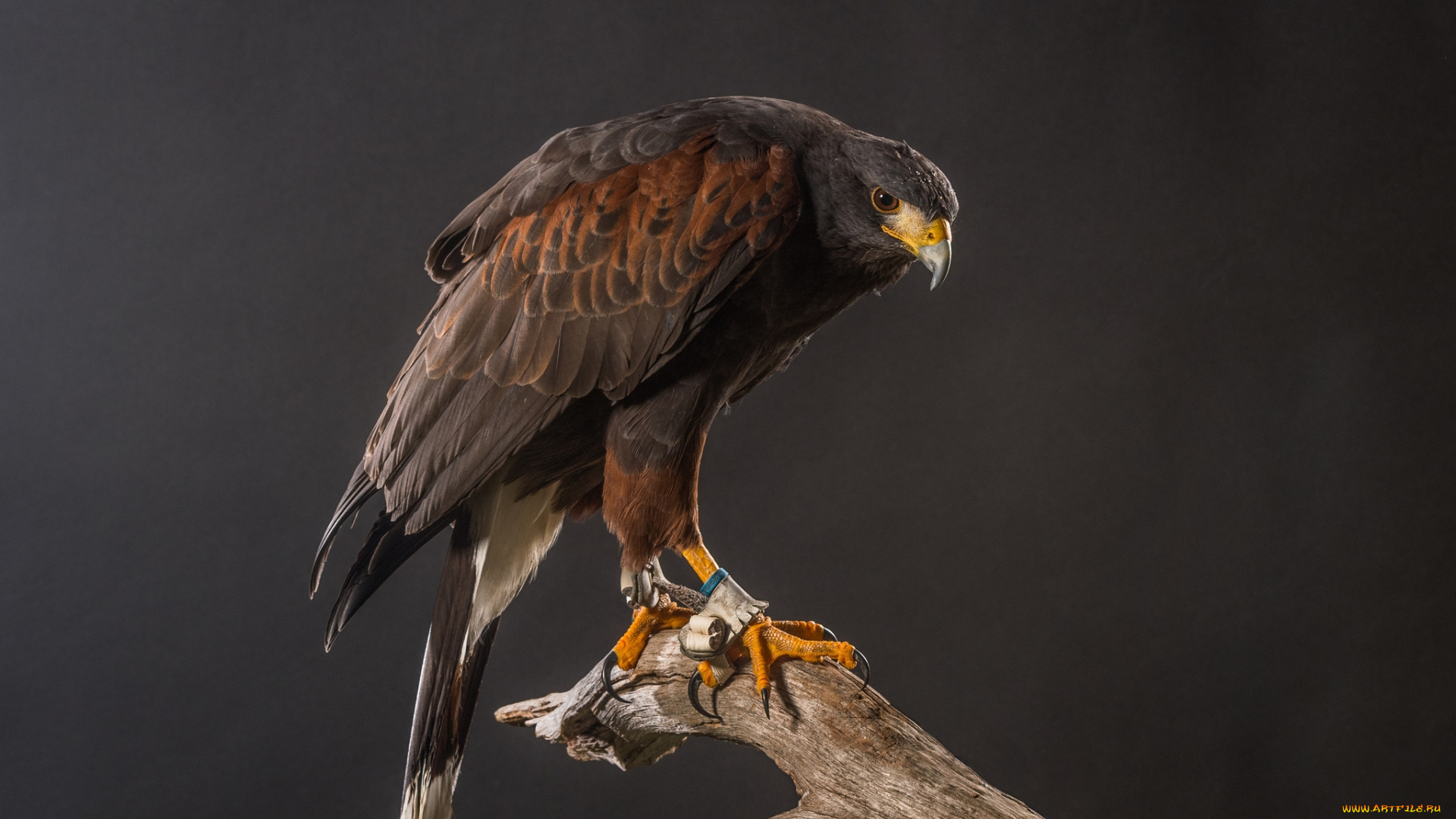 животные, птицы, -, хищники, птичка