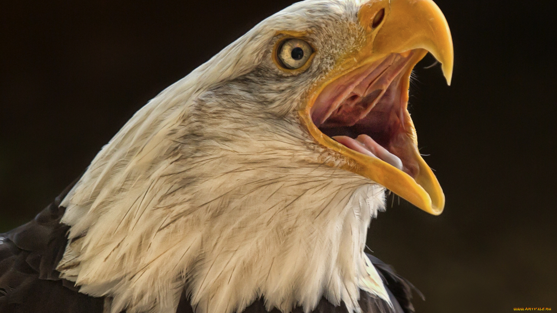 животные, птицы, -, хищники, птичка