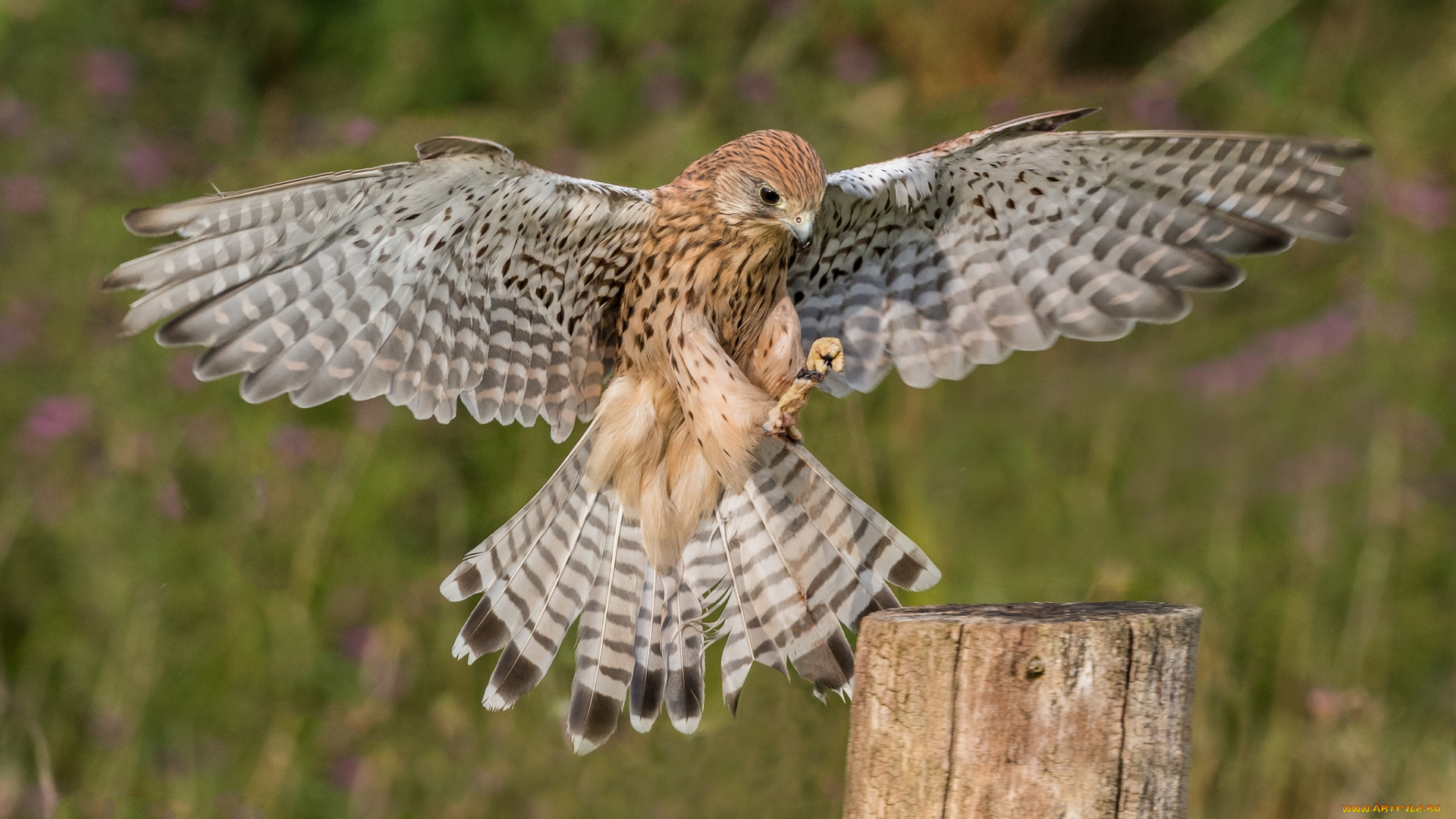 животные, птицы, -, хищники, птичка