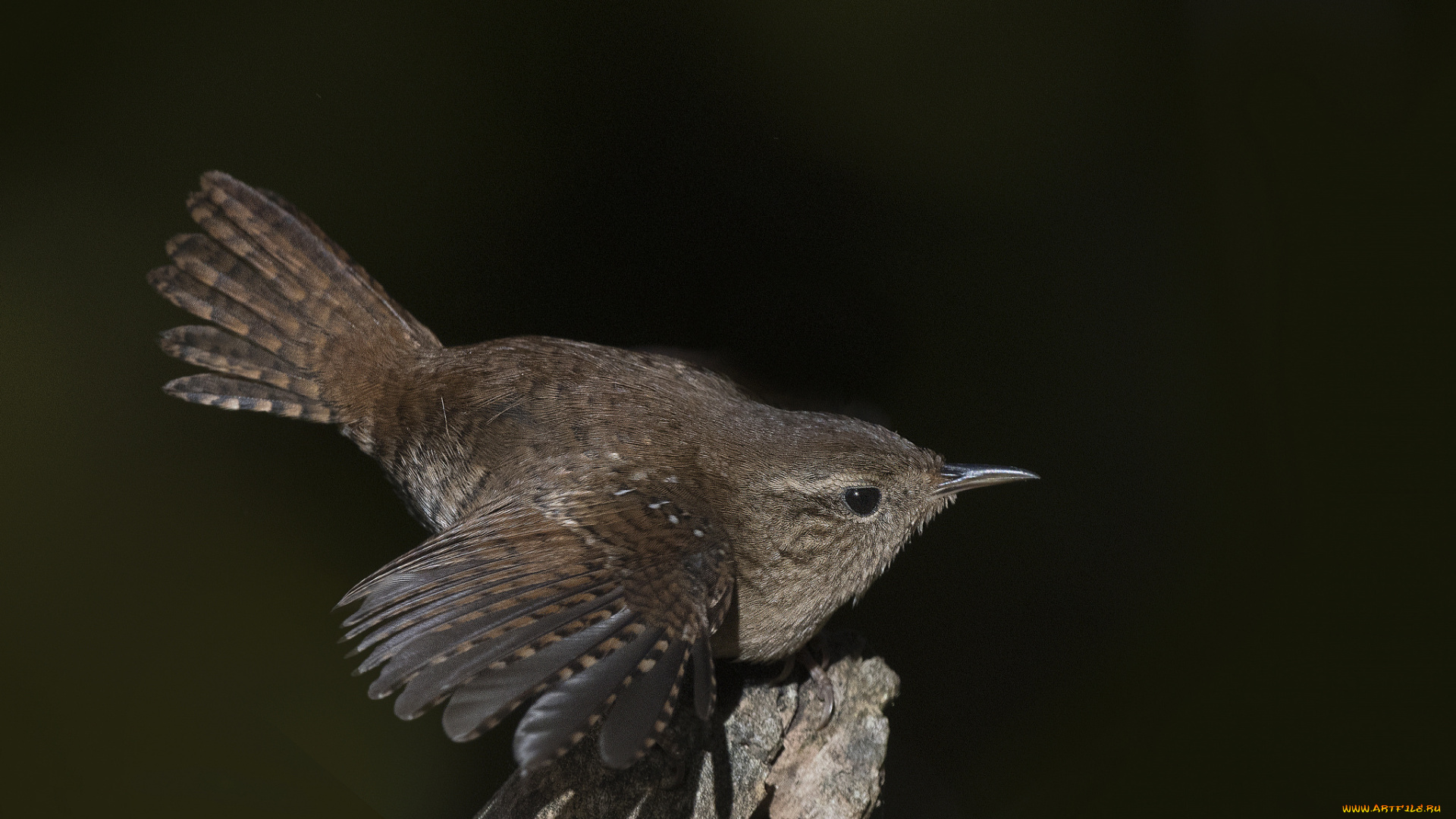 животные, птицы, птичка