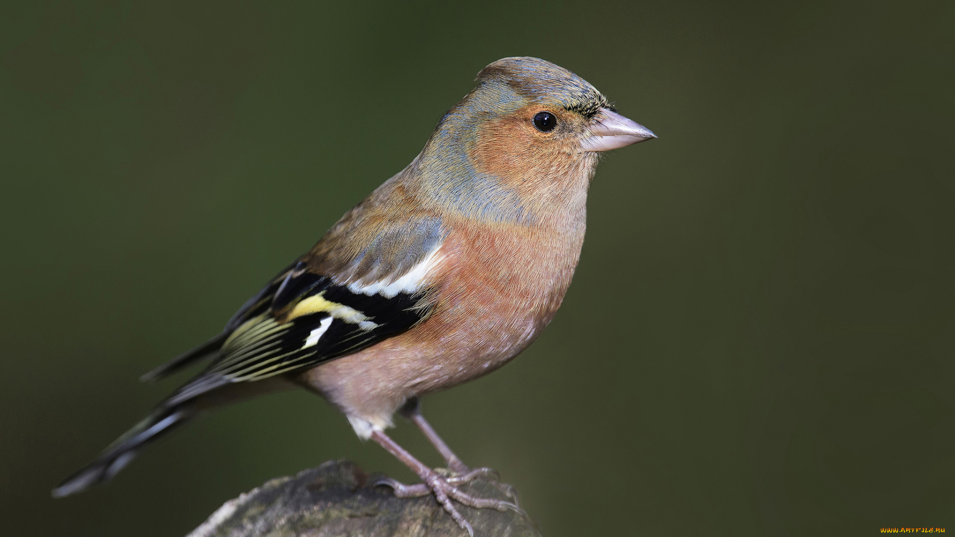 животные, птицы, птичка