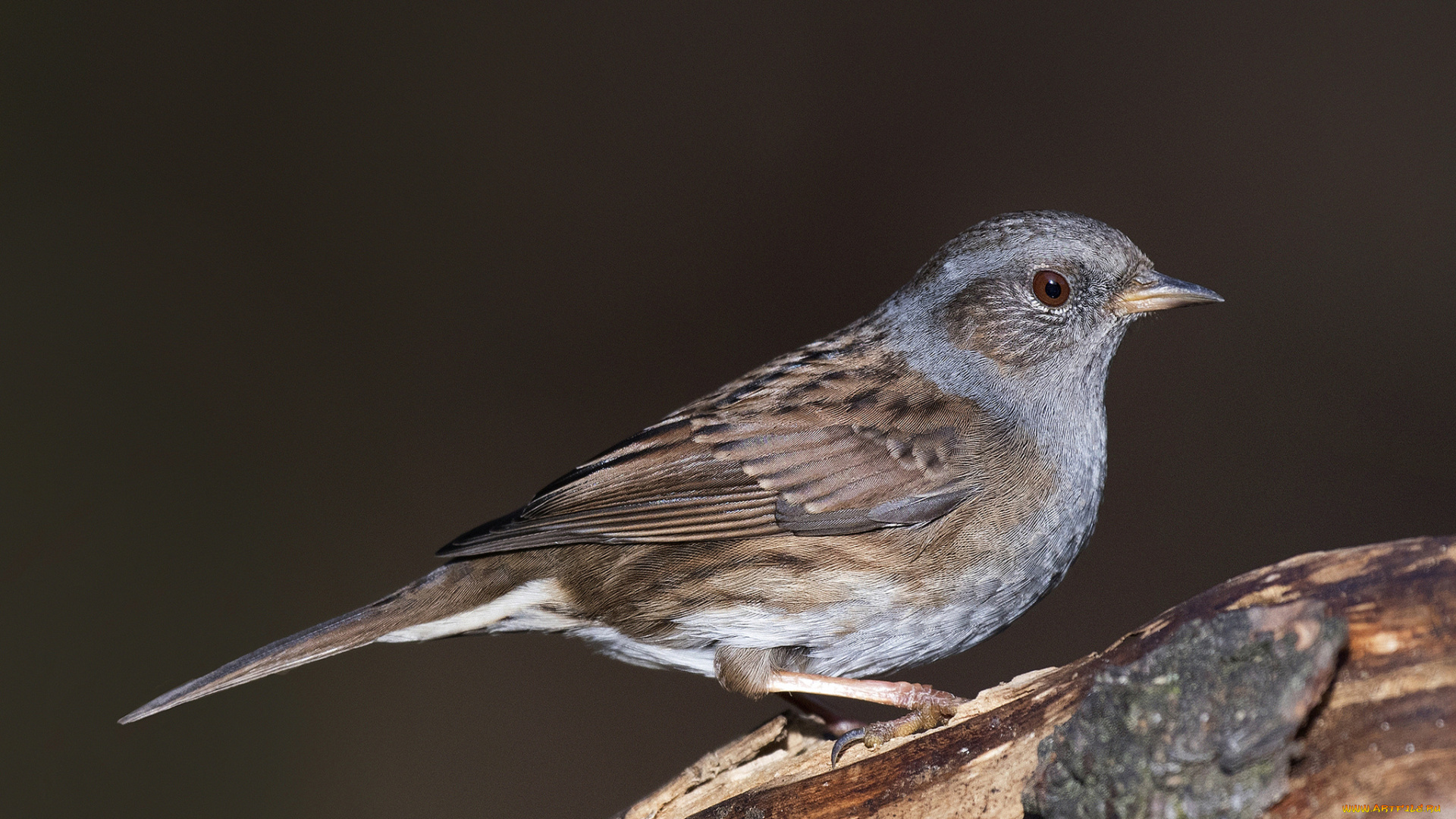 животные, птицы, птичка