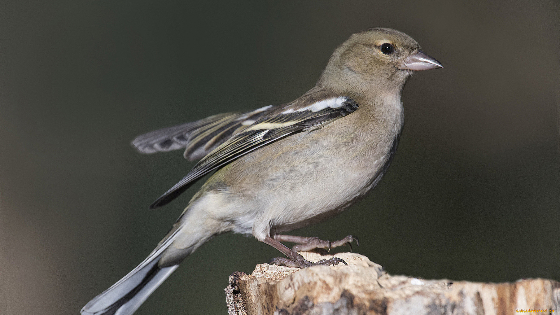 животные, птицы, птичка