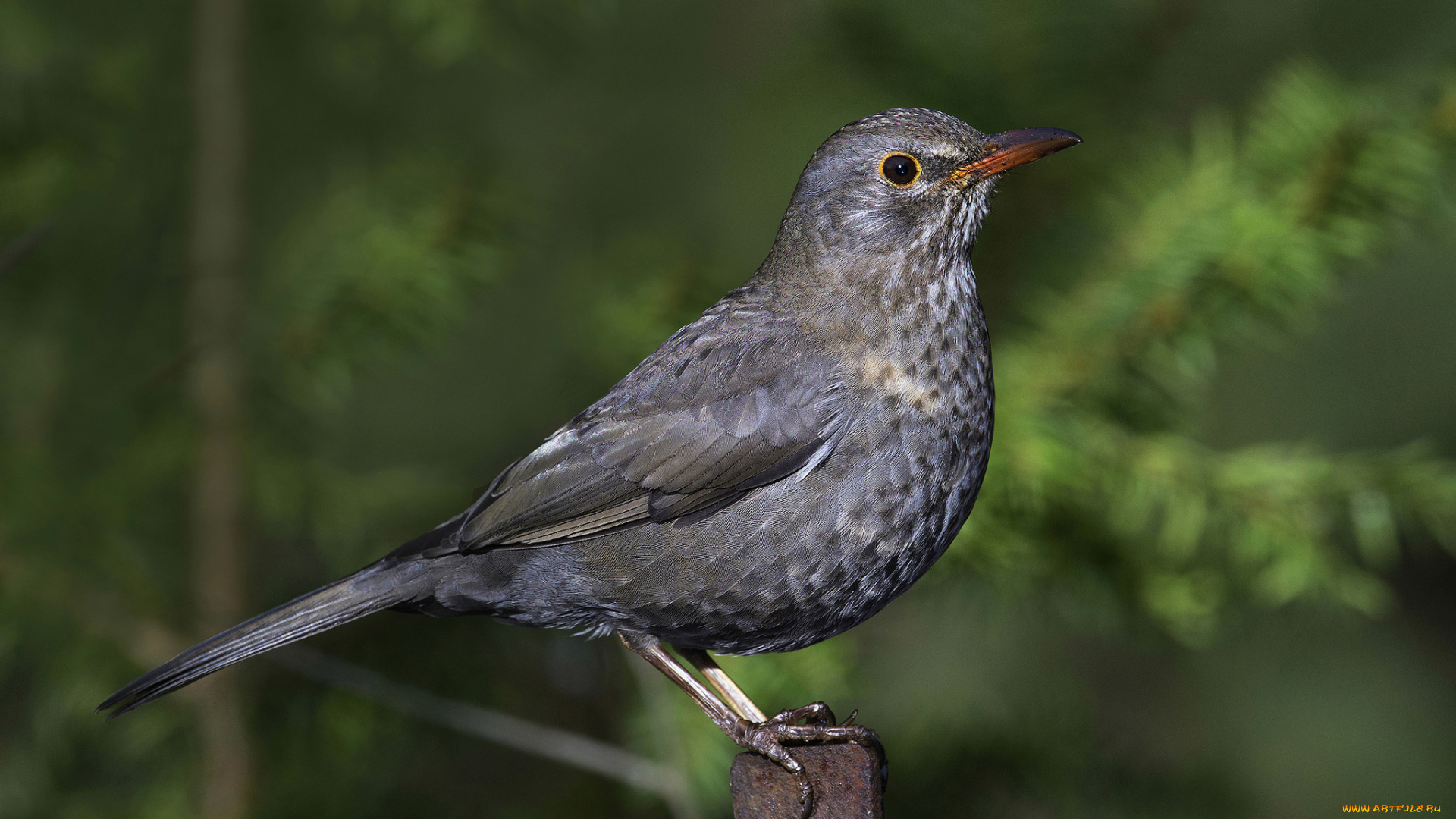 животные, птицы, птичка