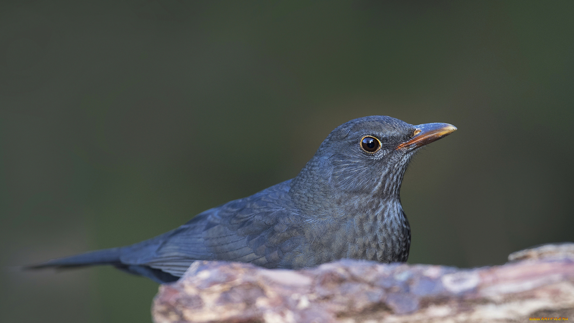 животные, птицы, птичка