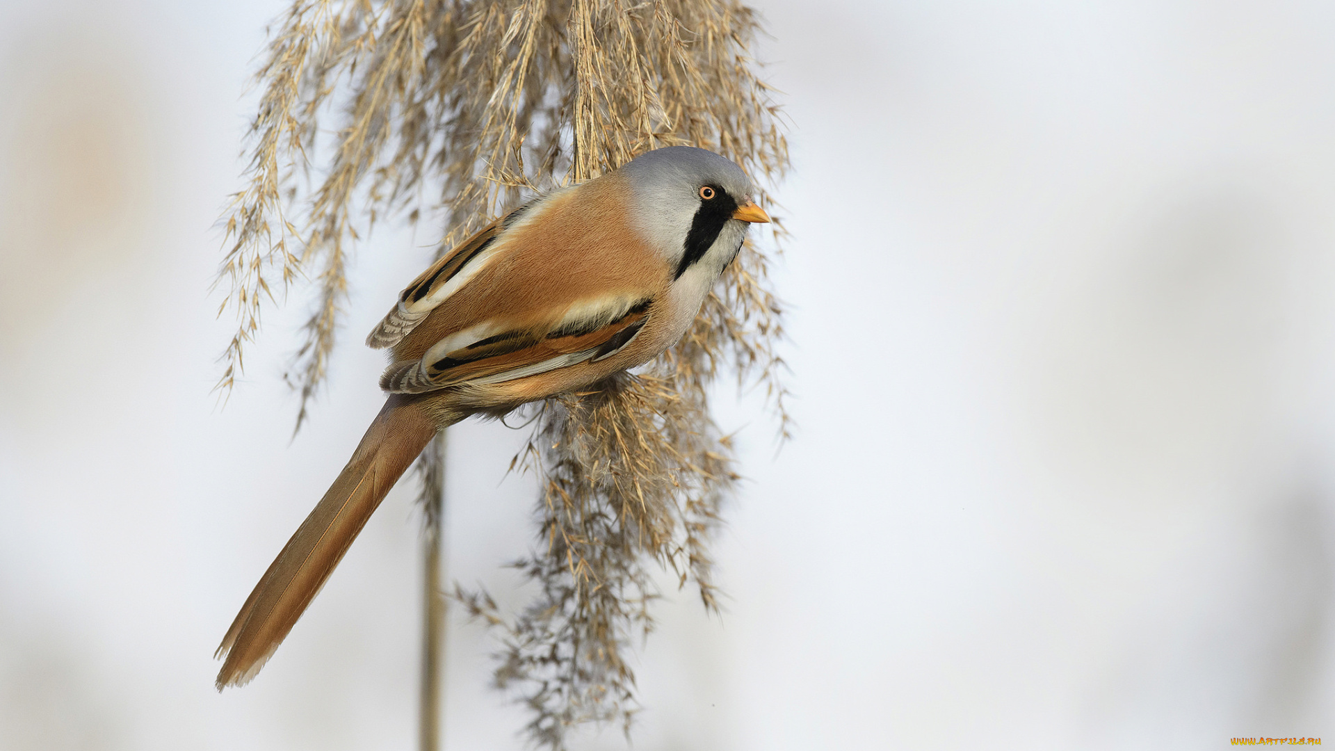 животные, птицы, птичка