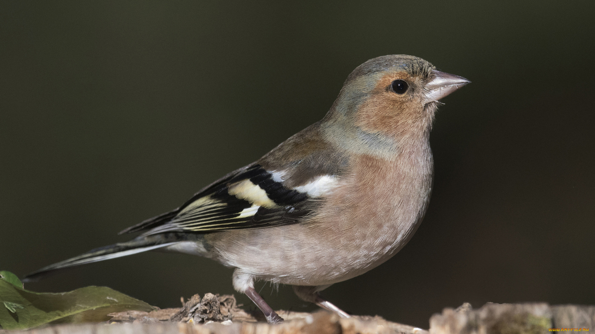 животные, птицы, птичка