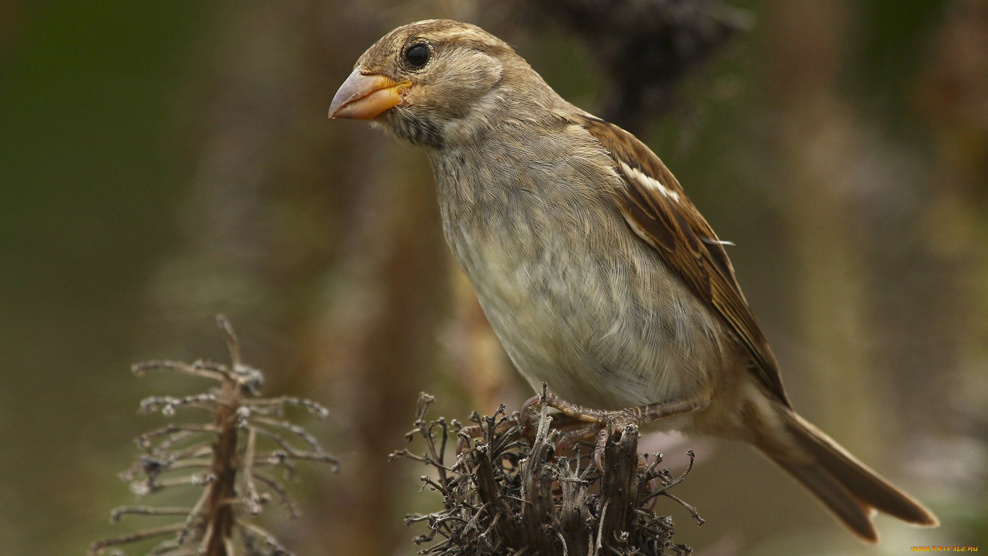 животные, птицы, птичка