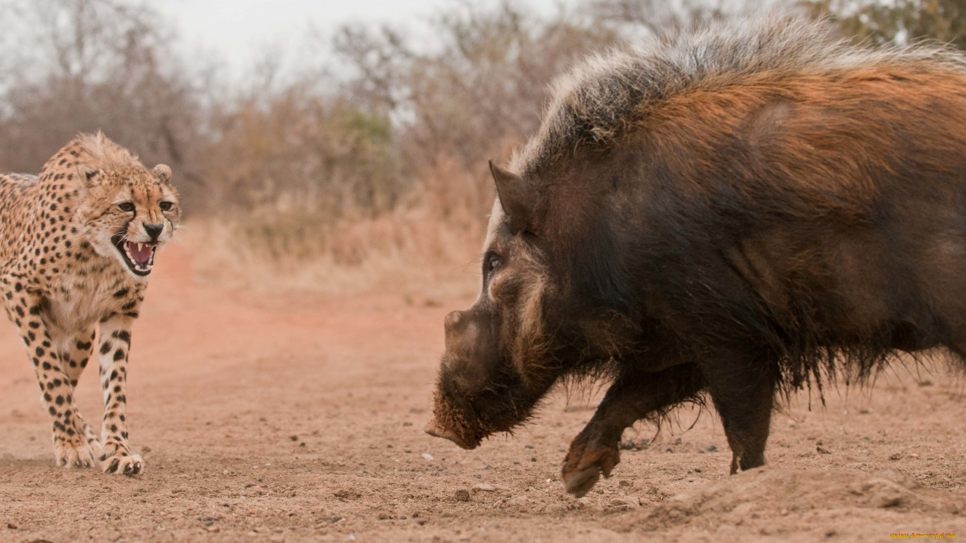 животные, разные, вместе, кабан, гепард