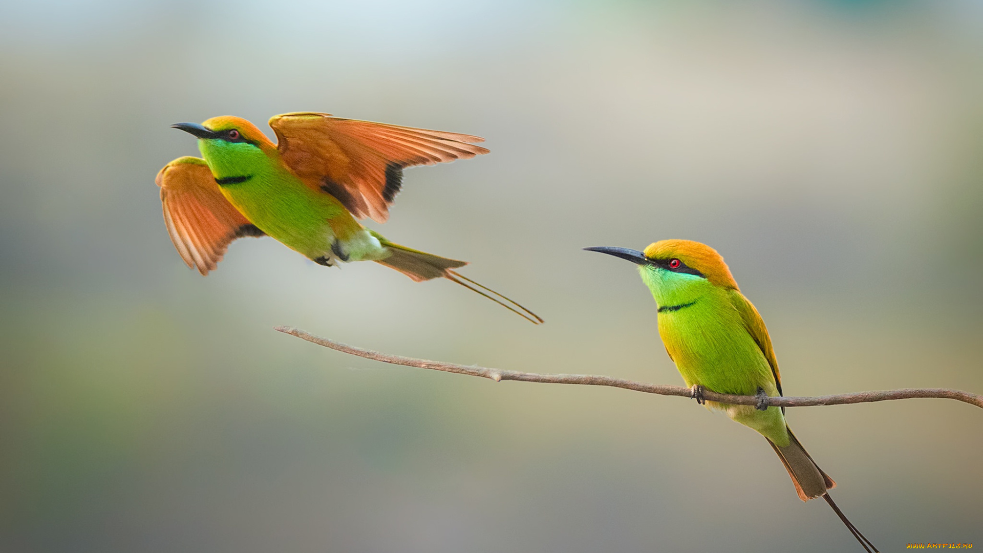 животные, щурки, , пчелоеды, bee-eater, couple, wildlife, birds