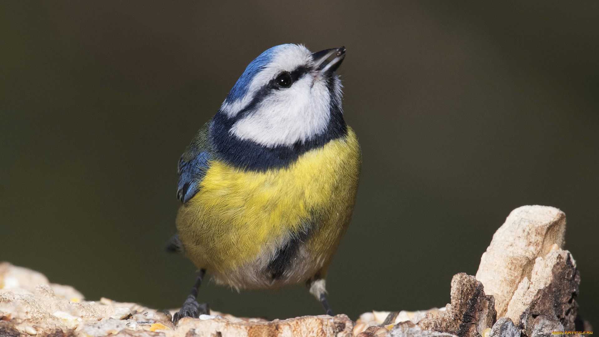 животные, синицы, , лазоревки, птичка