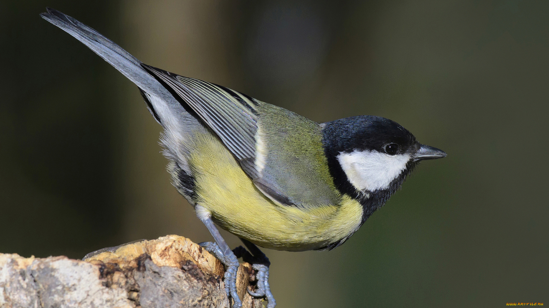 животные, синицы, , лазоревки, птичка