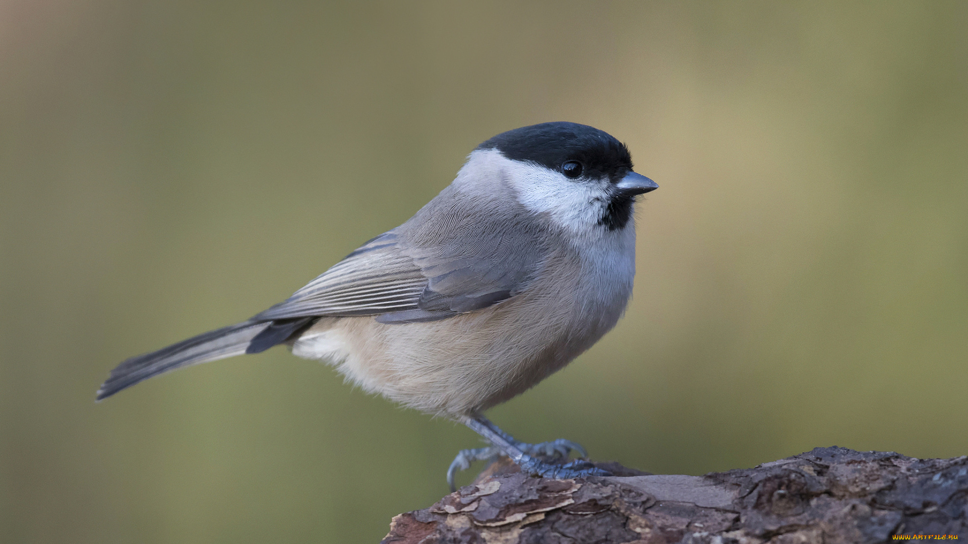 животные, синицы, , лазоревки, птичка