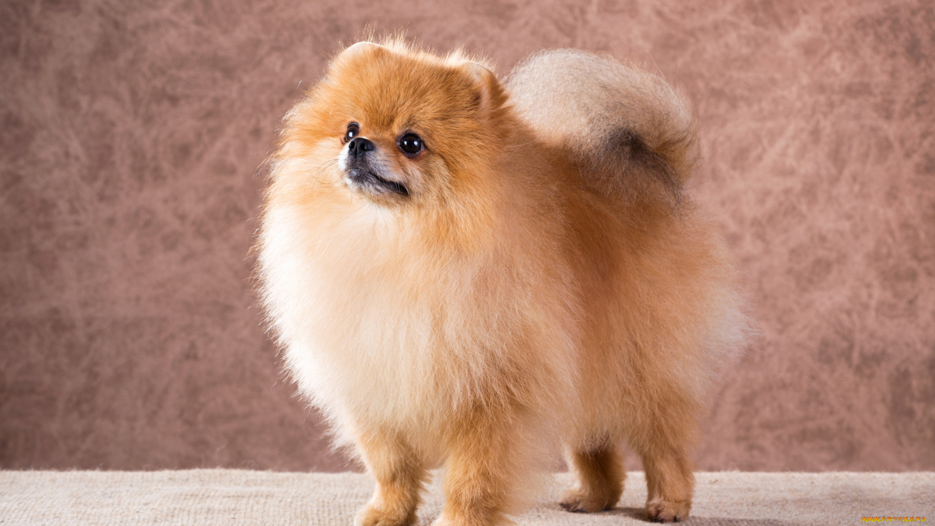 животные, собаки, мордочка, пушистый, собака, взгляд, dogs, шпиц