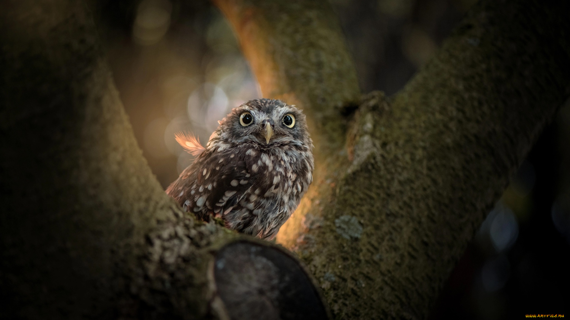 животные, совы, боке, дерево, сова, птица