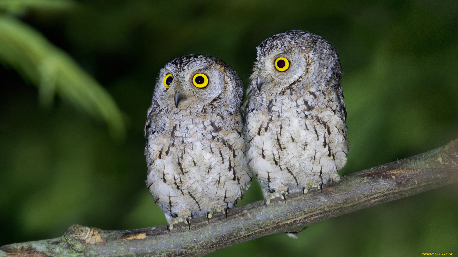 животные, совы, глаза, живая, природа, ветка