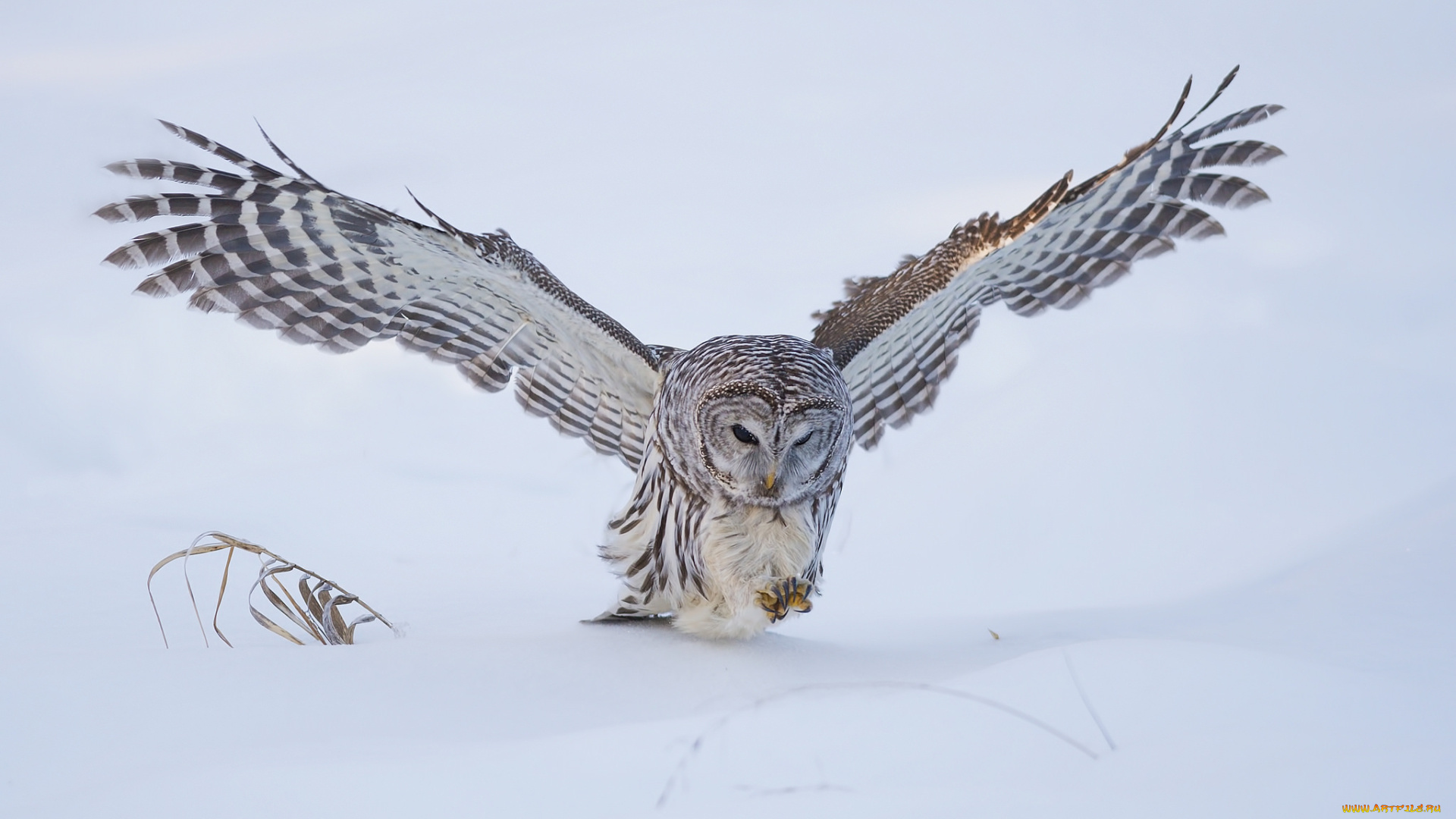животные, совы, птичка