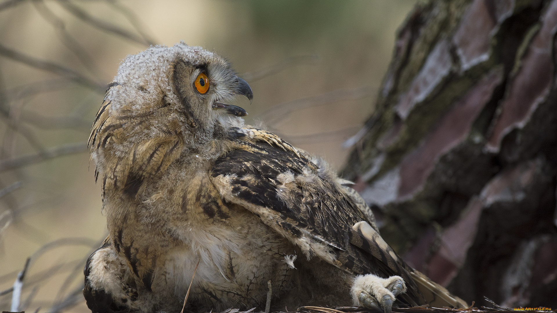 животные, совы, птичка