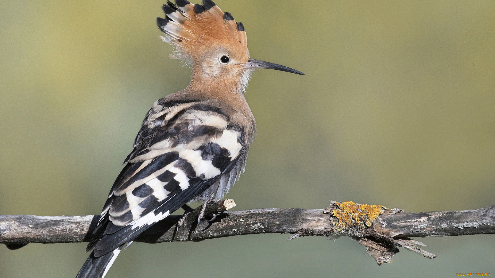 животные, удоды, птичка