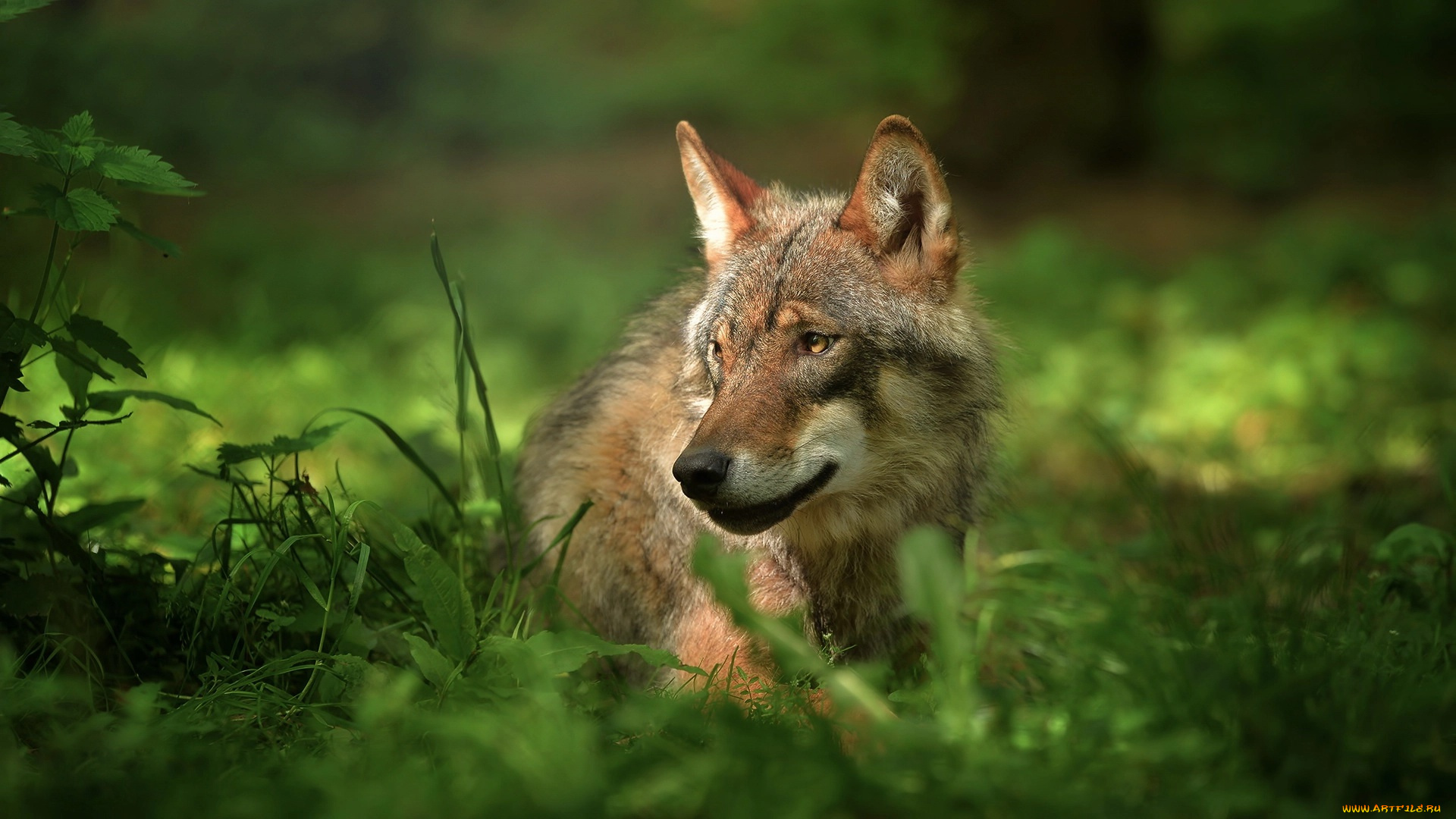 животные, волки, , койоты, , шакалы, взгляд, хищник, природа, волк, трава, животное